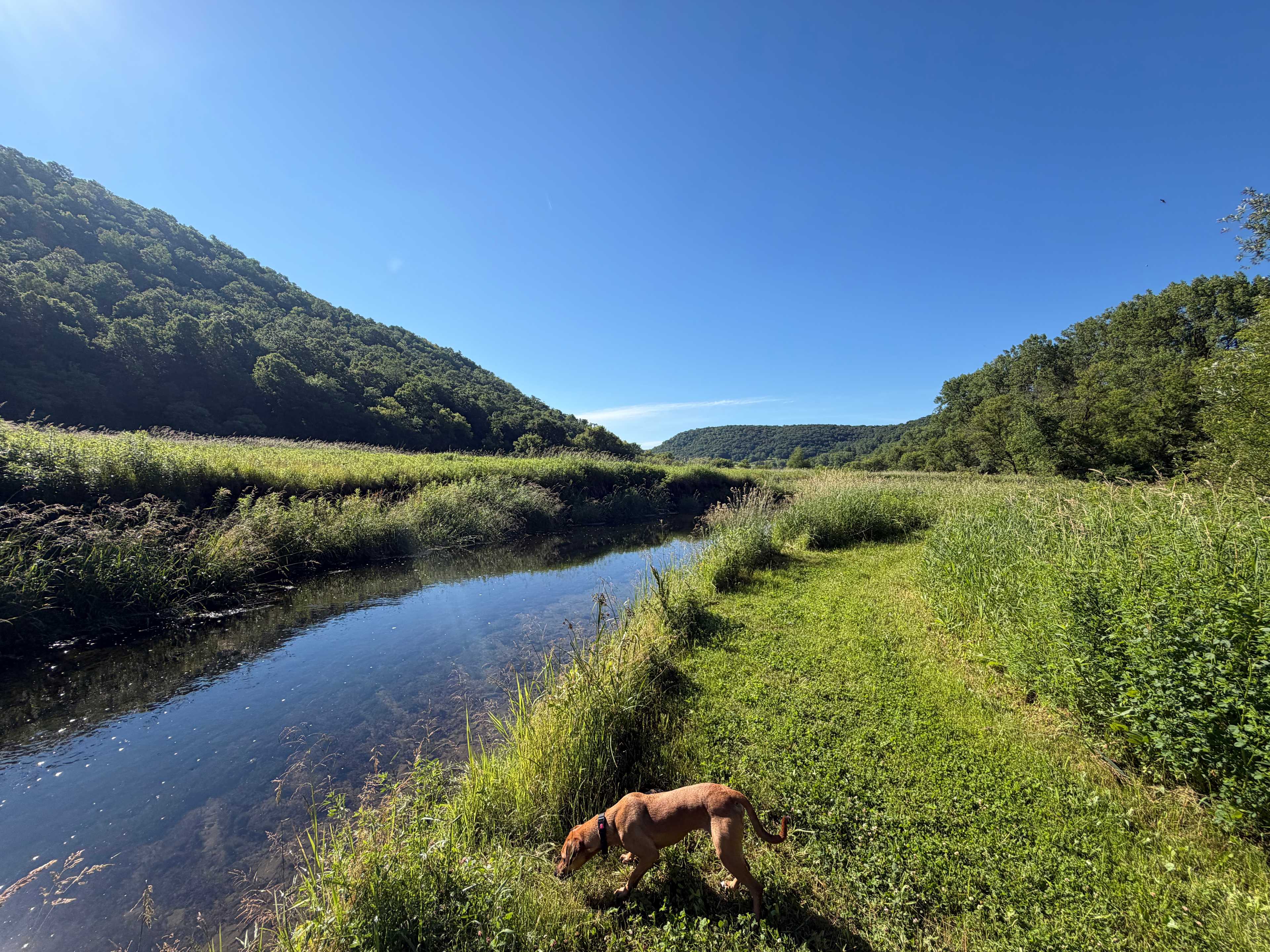Trout stream
