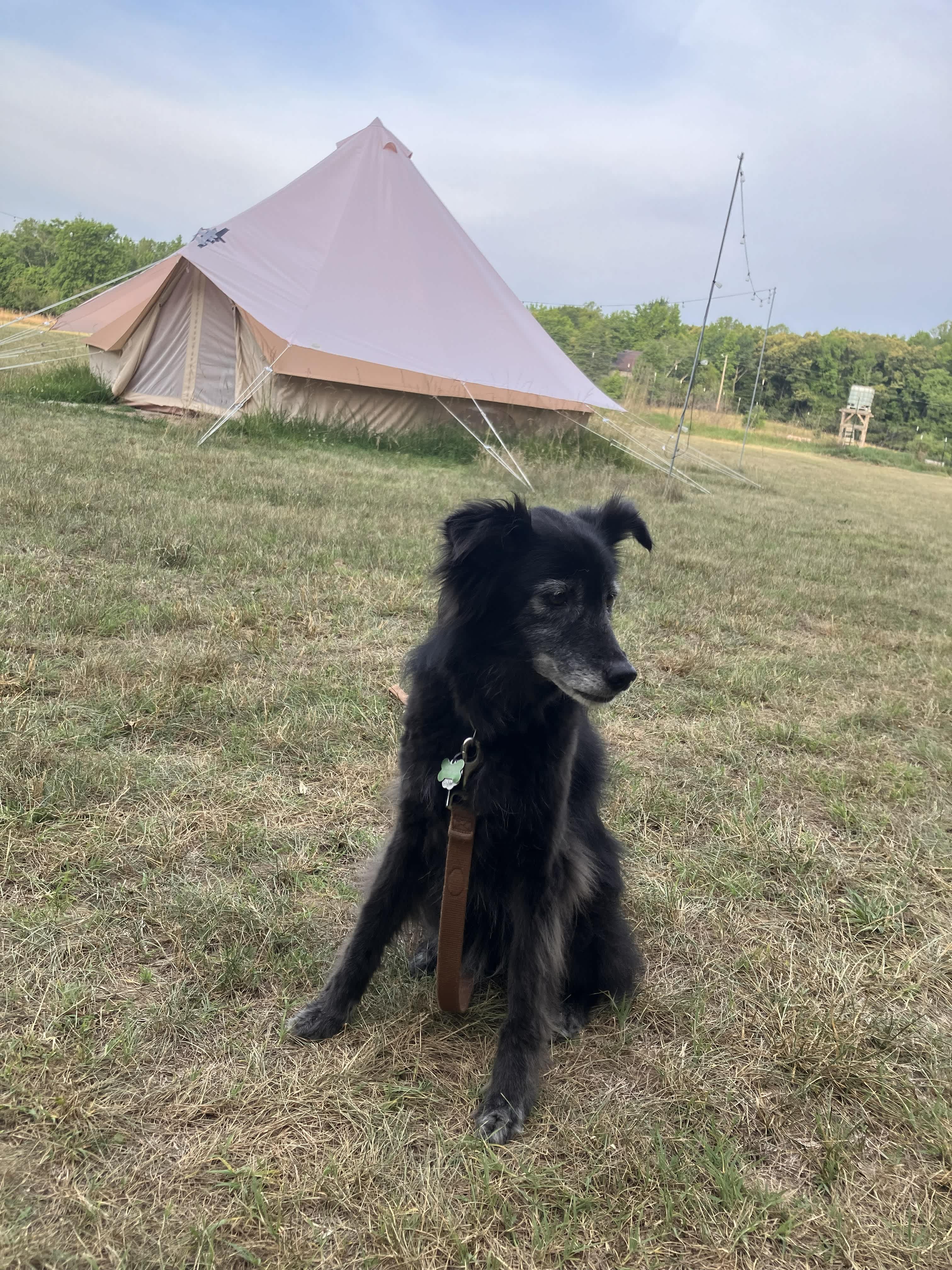 Puppy loved the freedom! (survey twine works well for a long lead!)