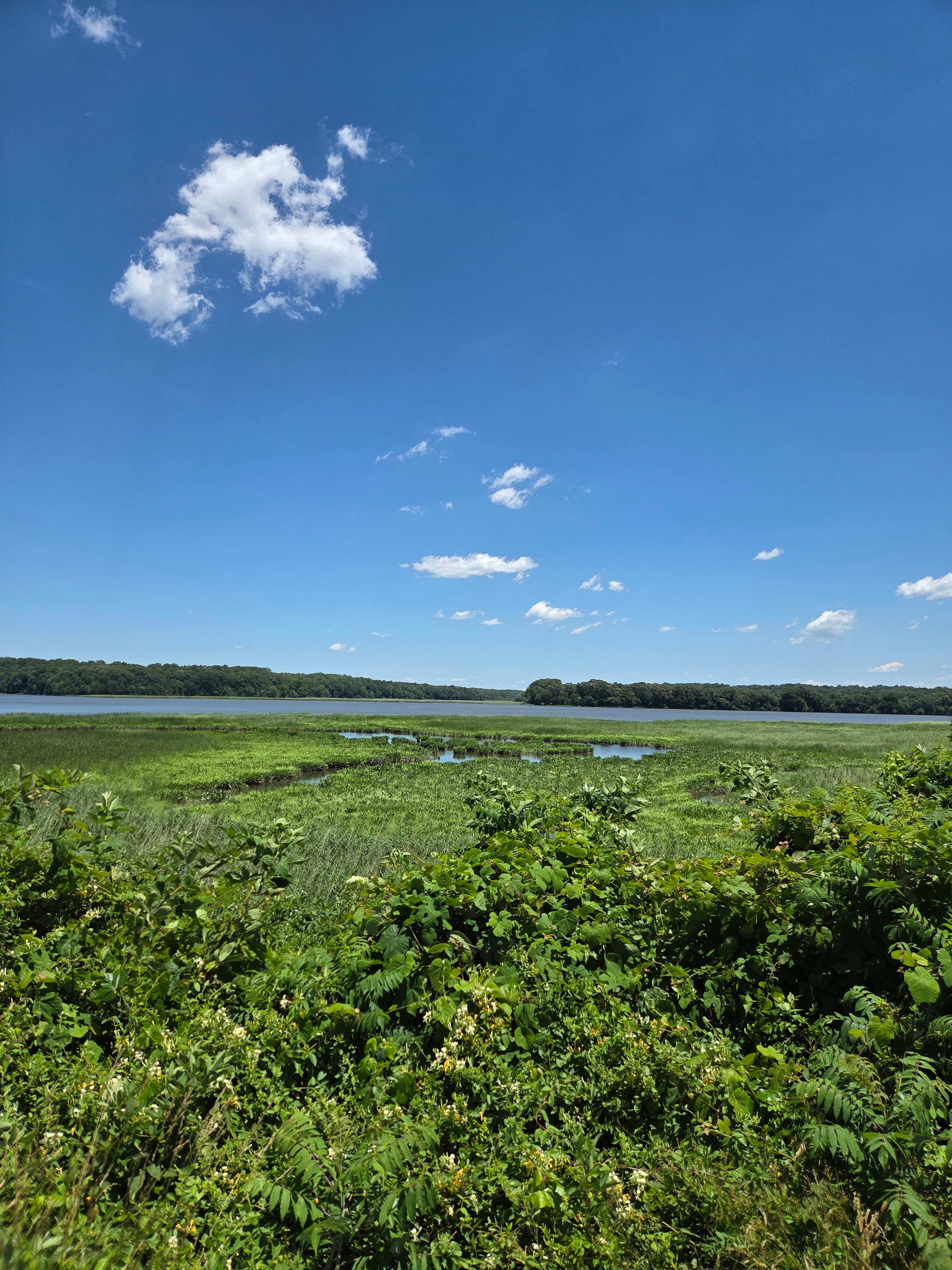 Bald Eagle Farm on the Patuxent