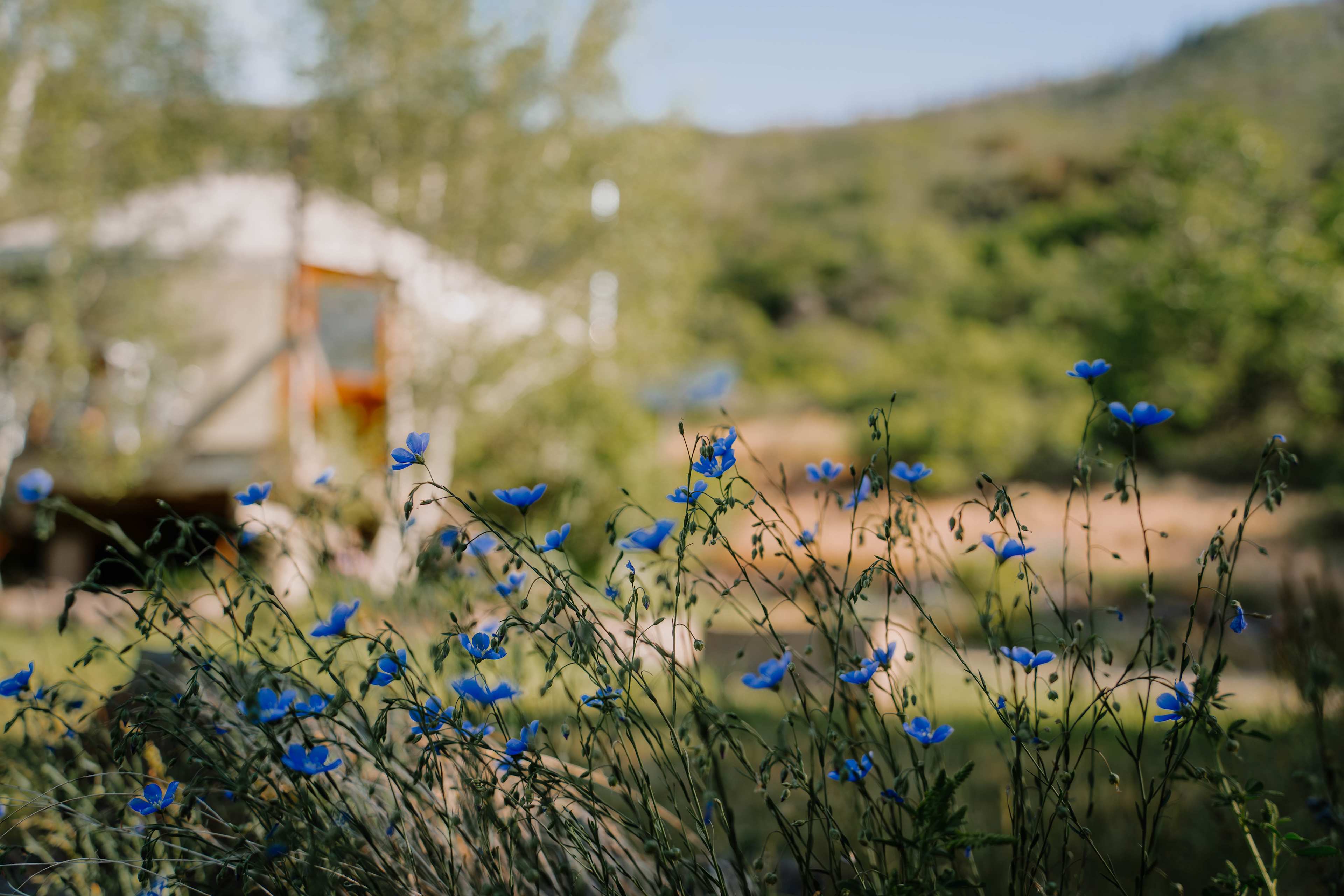 Basalt Mountain Homestead