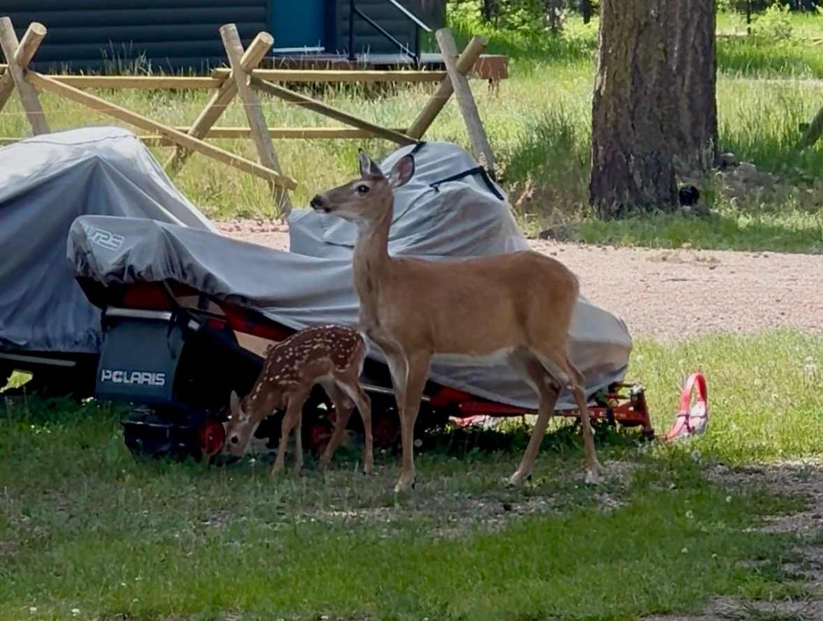 Fawn-tasting