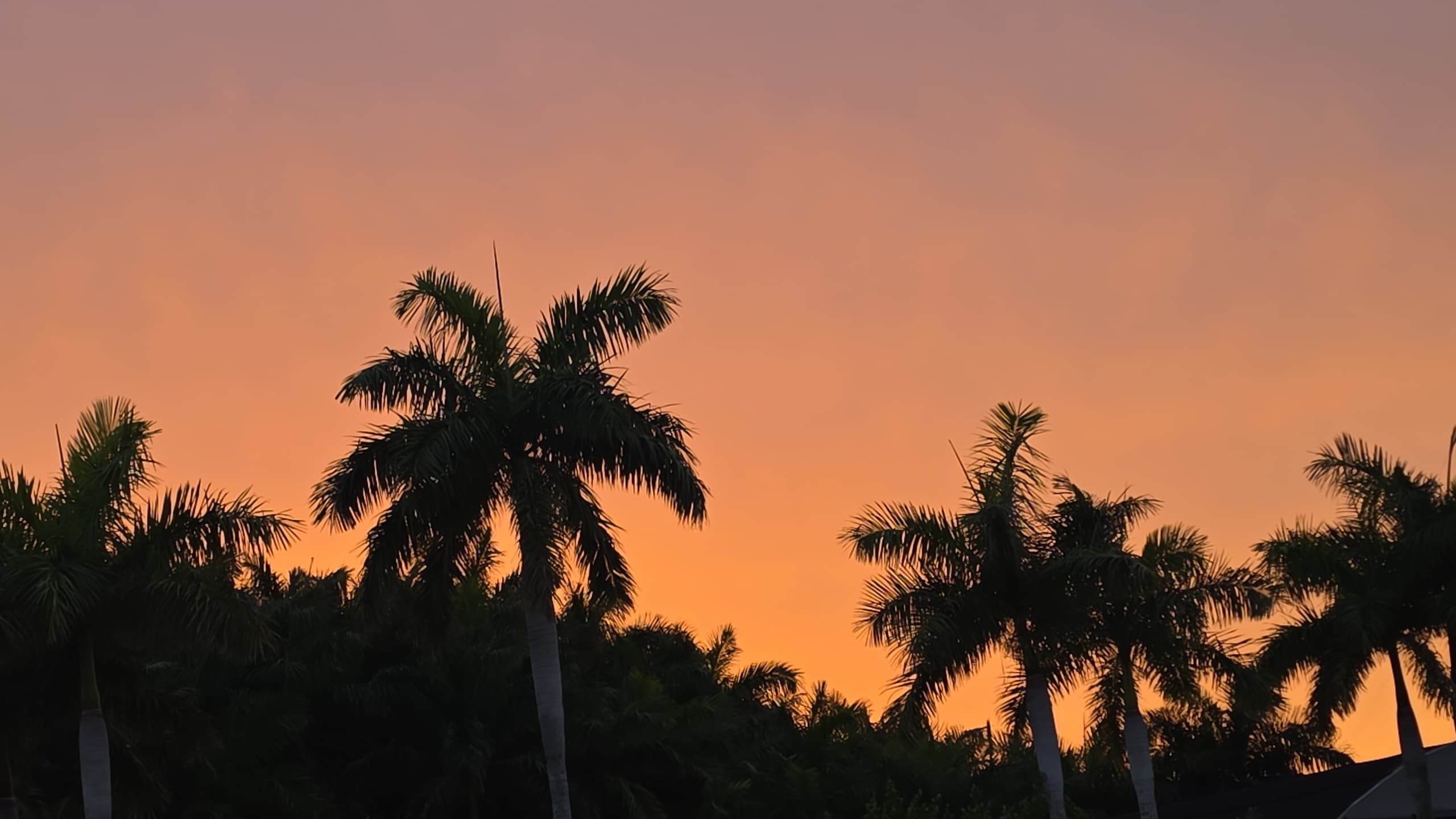 Redlands Palmgrove