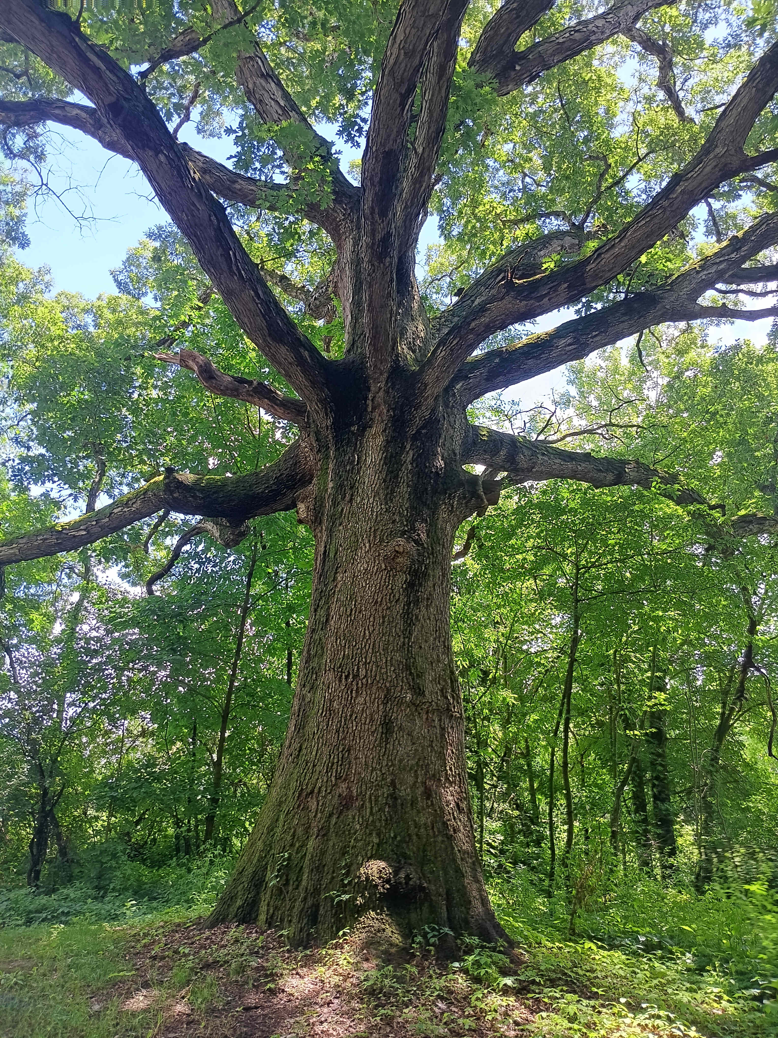 Boone Farm & Forest