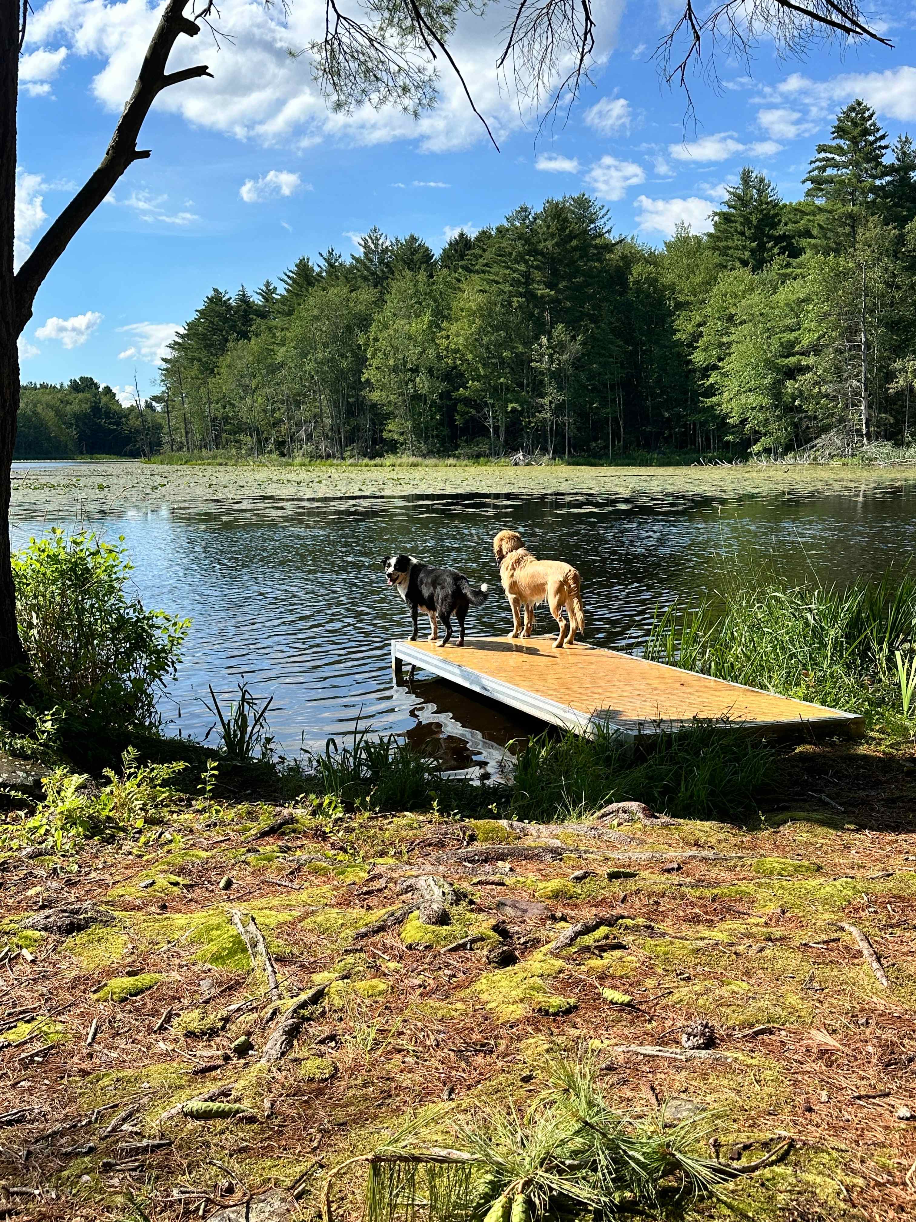 The Dam House At Beaver Pond
