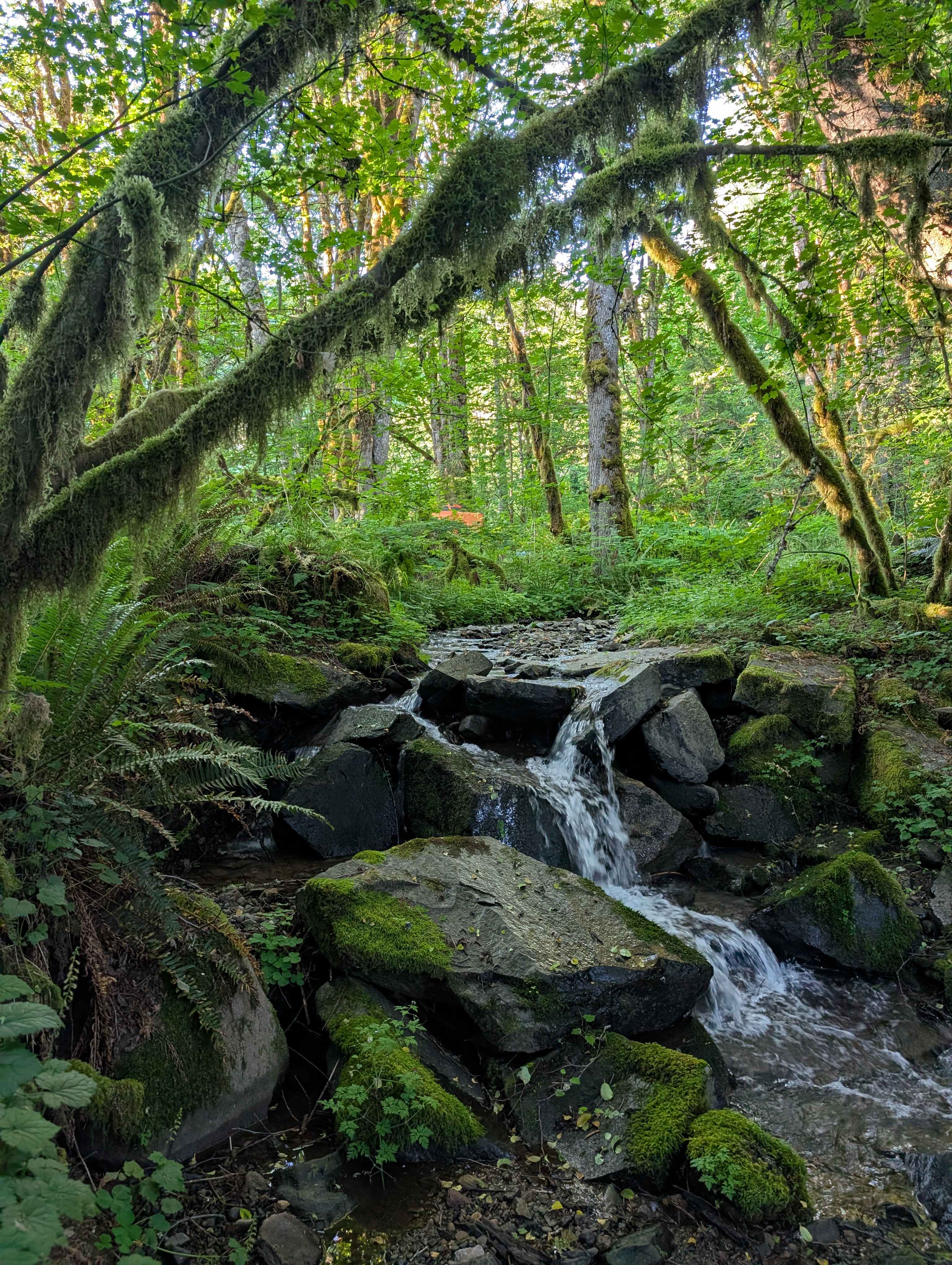 The Enchanted Forest