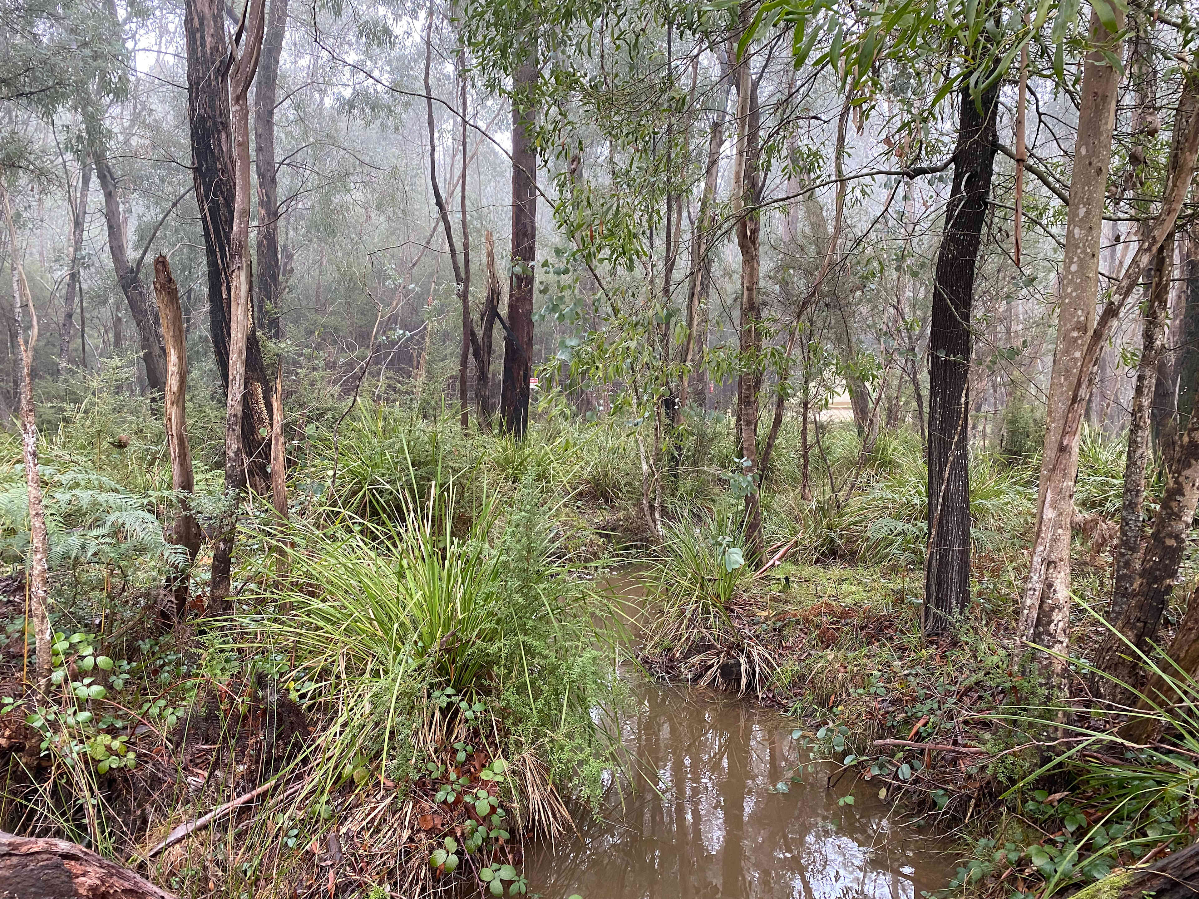 Galea Ranch