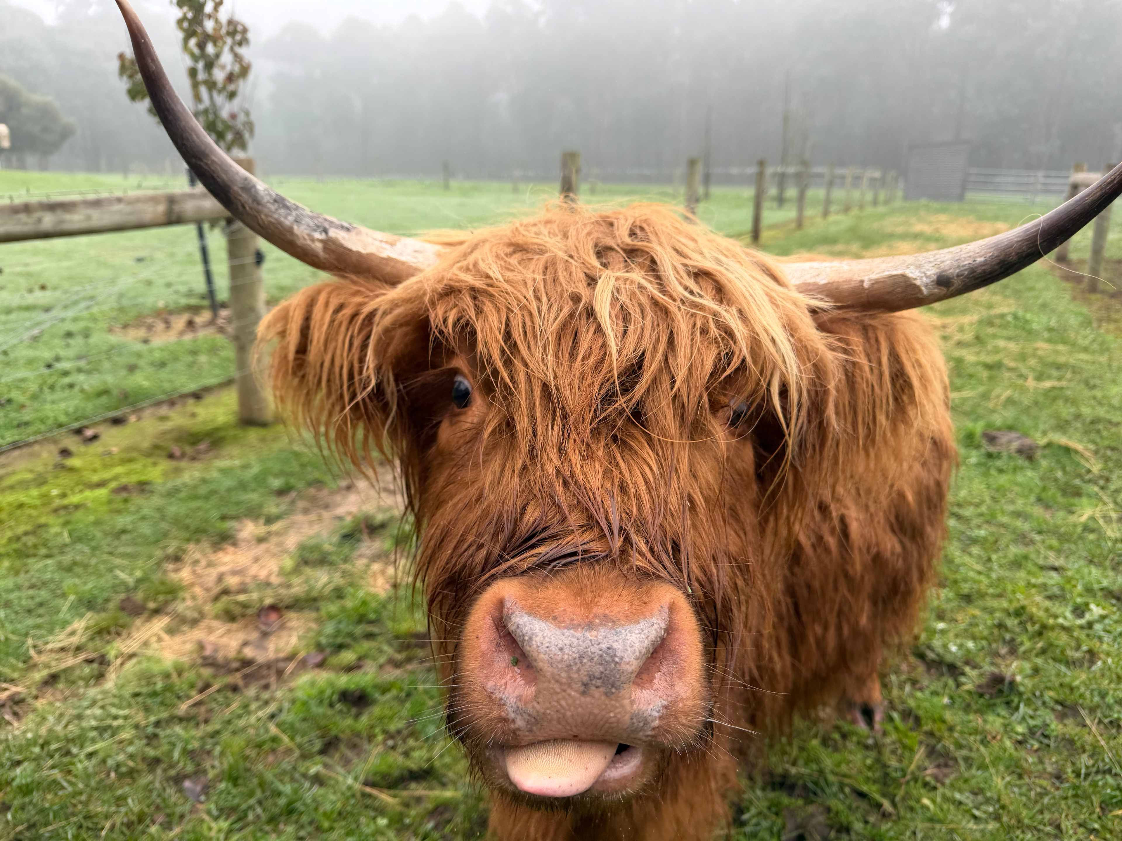 Galea Ranch