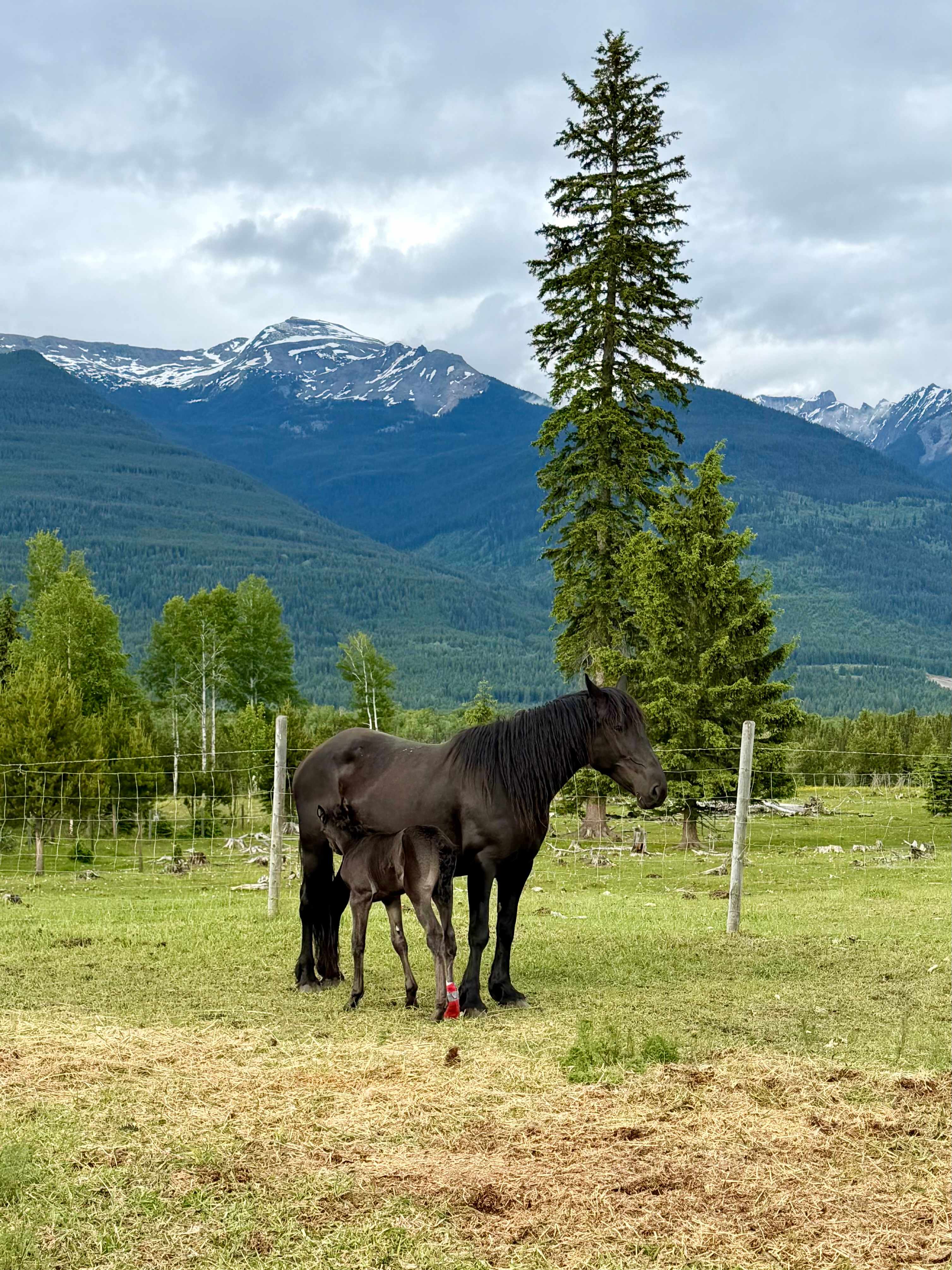 Fuzzy Buddy Ranch