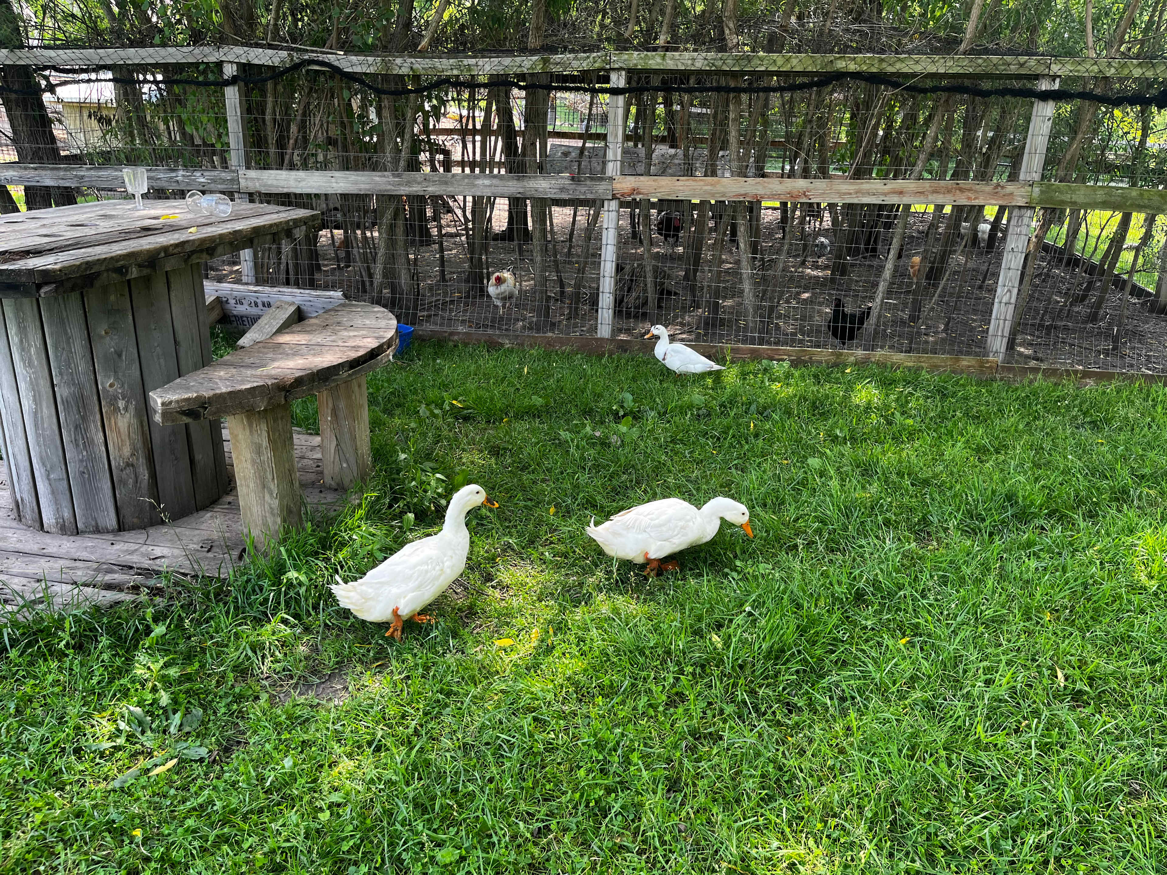 Windy Goat Acres