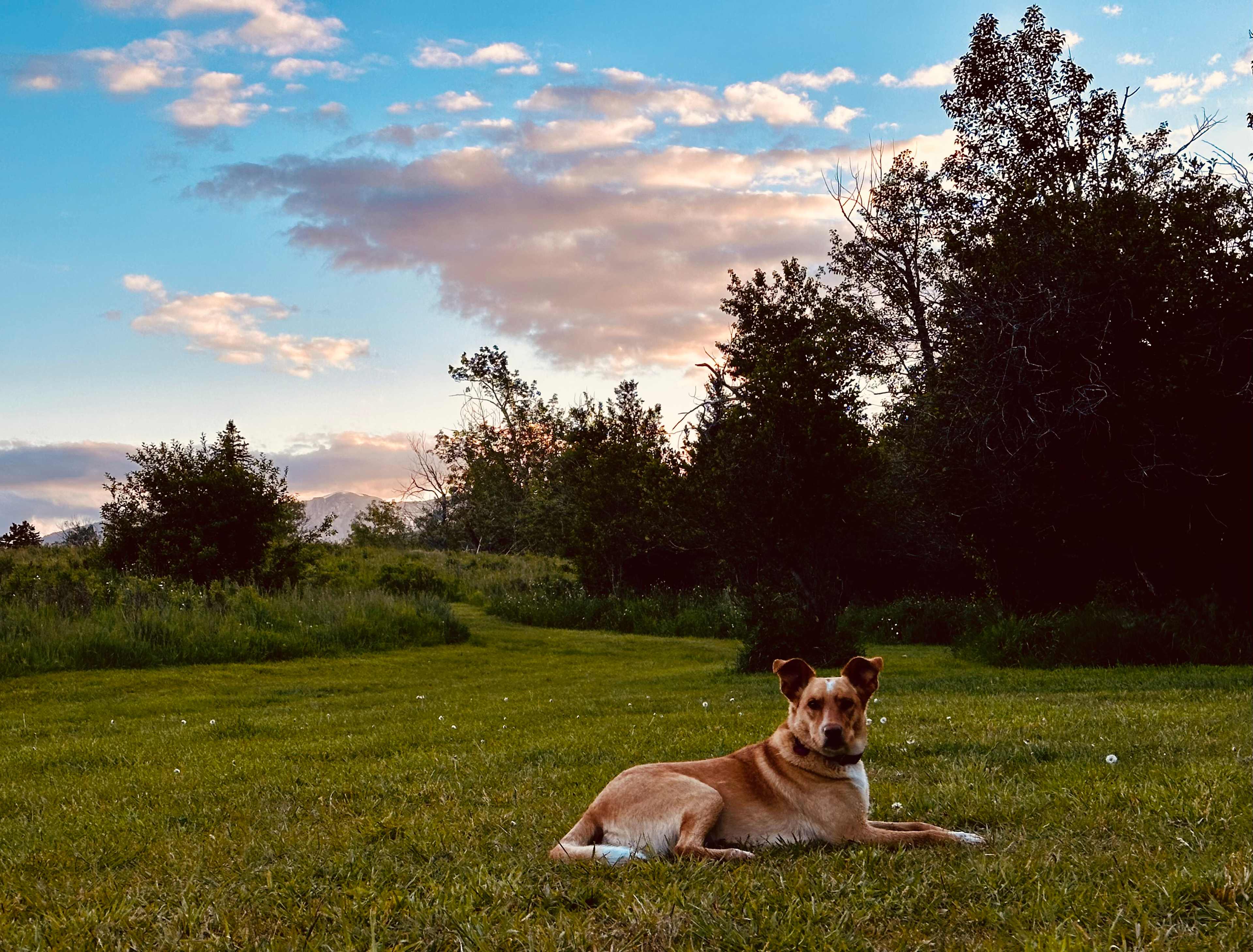 A very happy doggo. 
