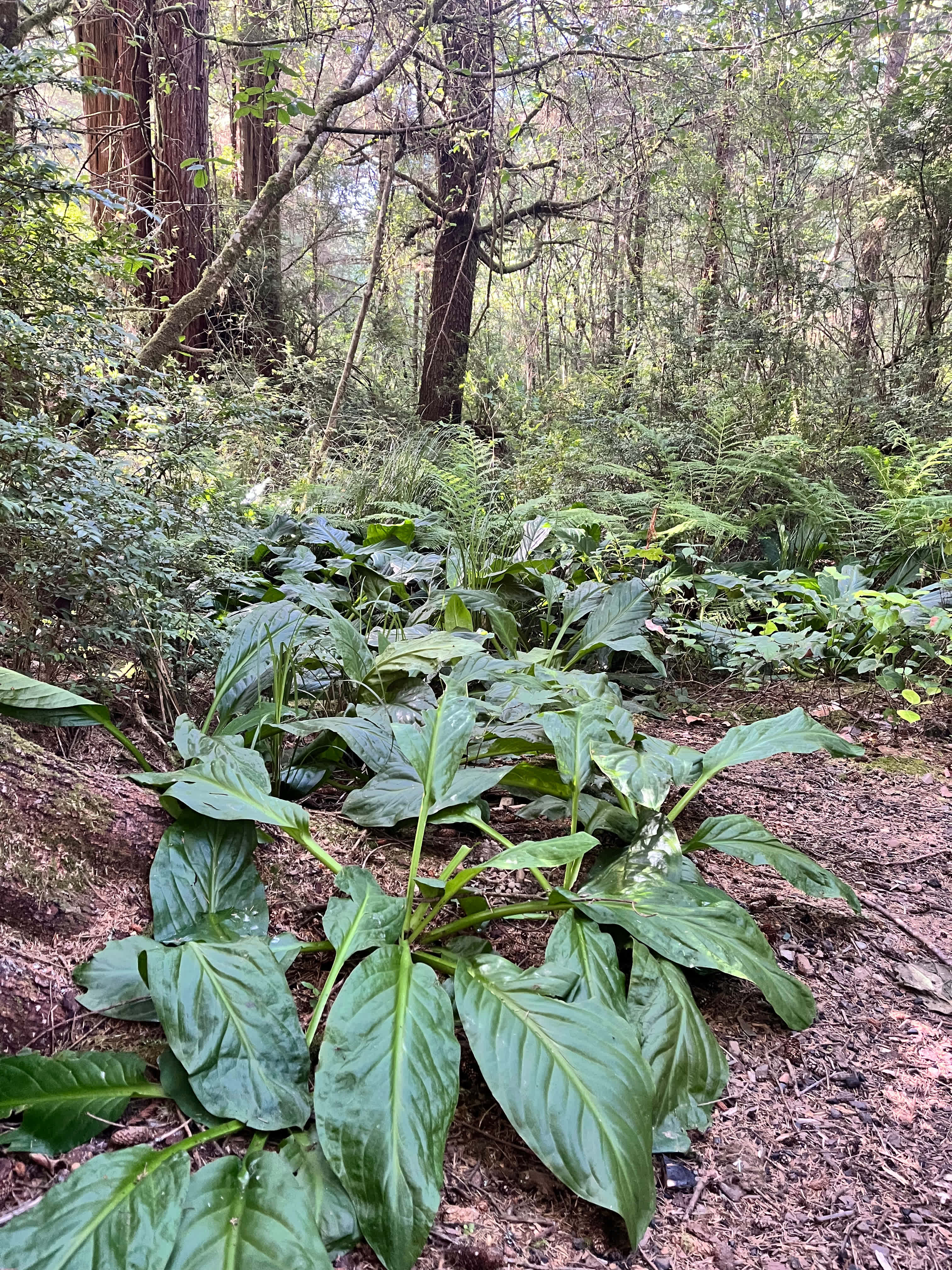 Mystic Forest Campground