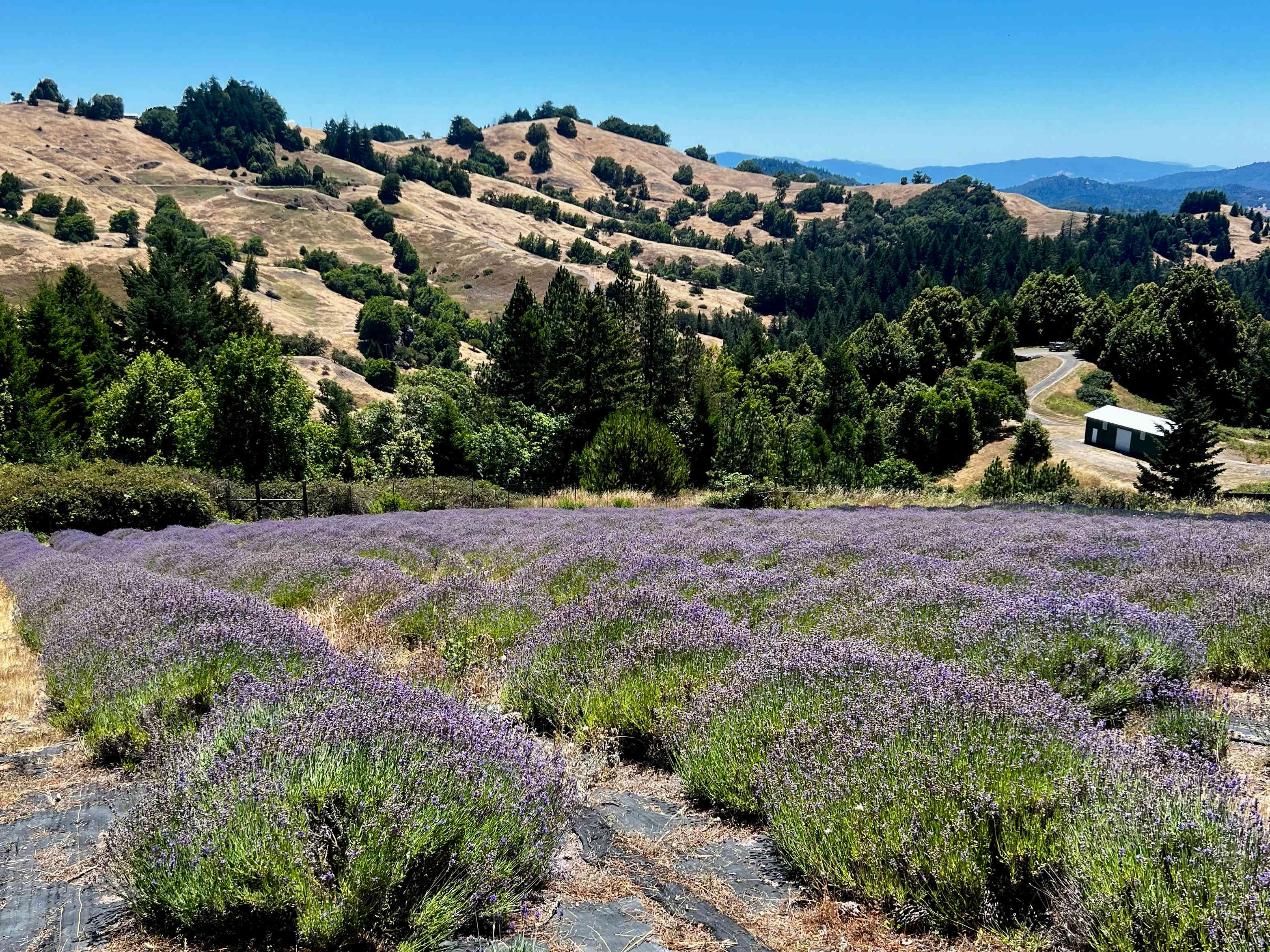 Running Springs Ranch Lavender 💜