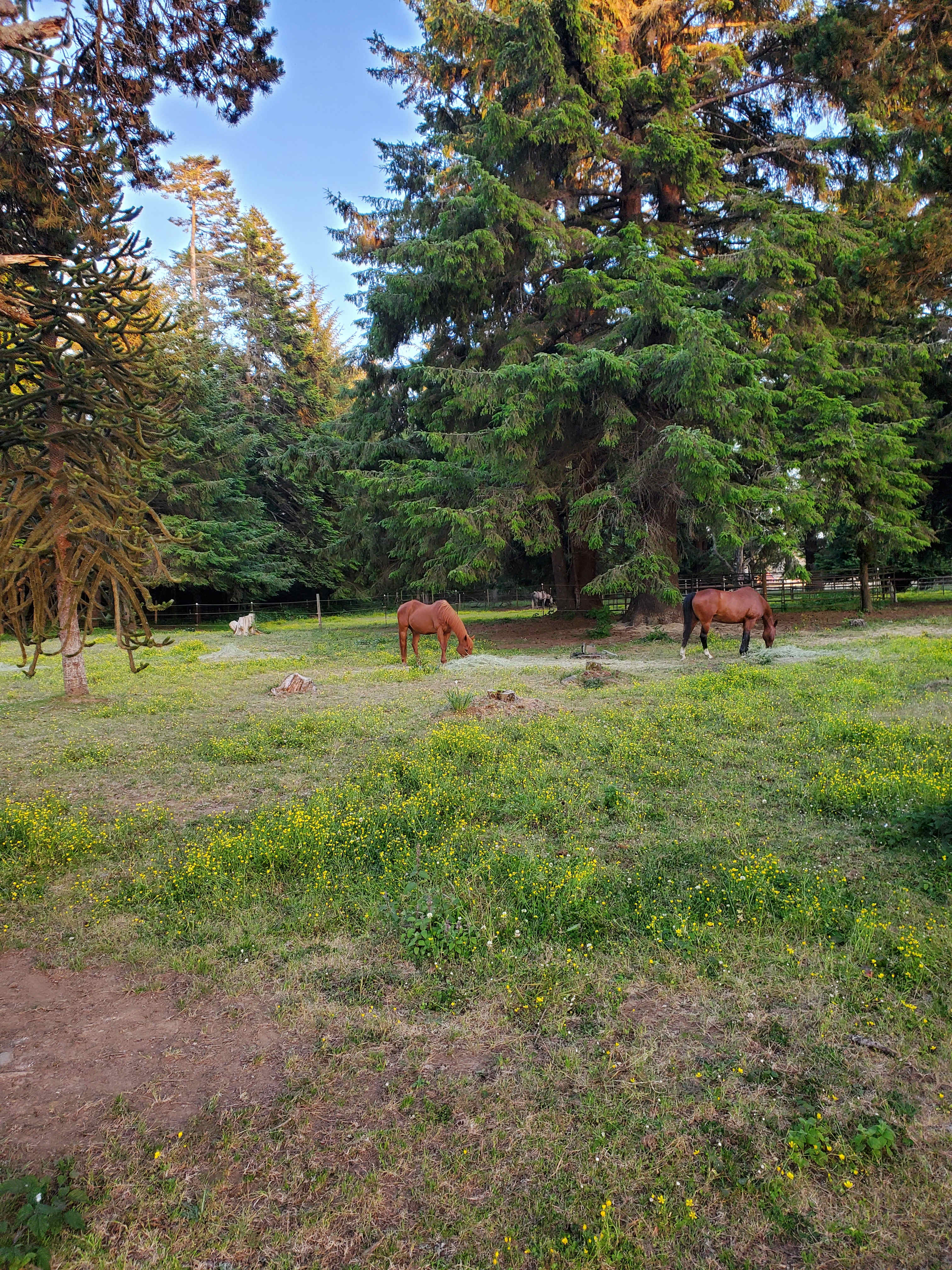 Lower Lake Farm Camp