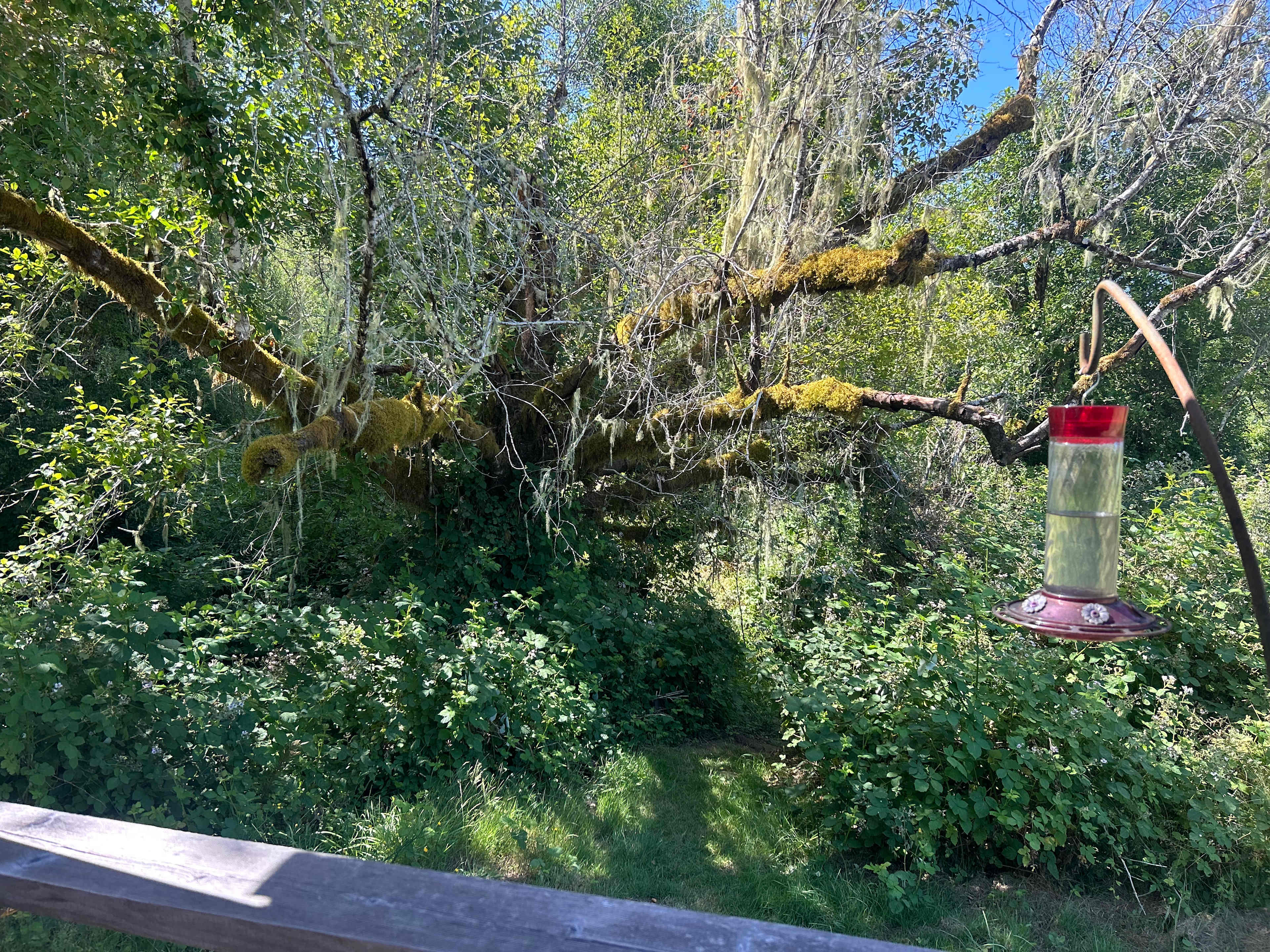The hummingbirds visited 