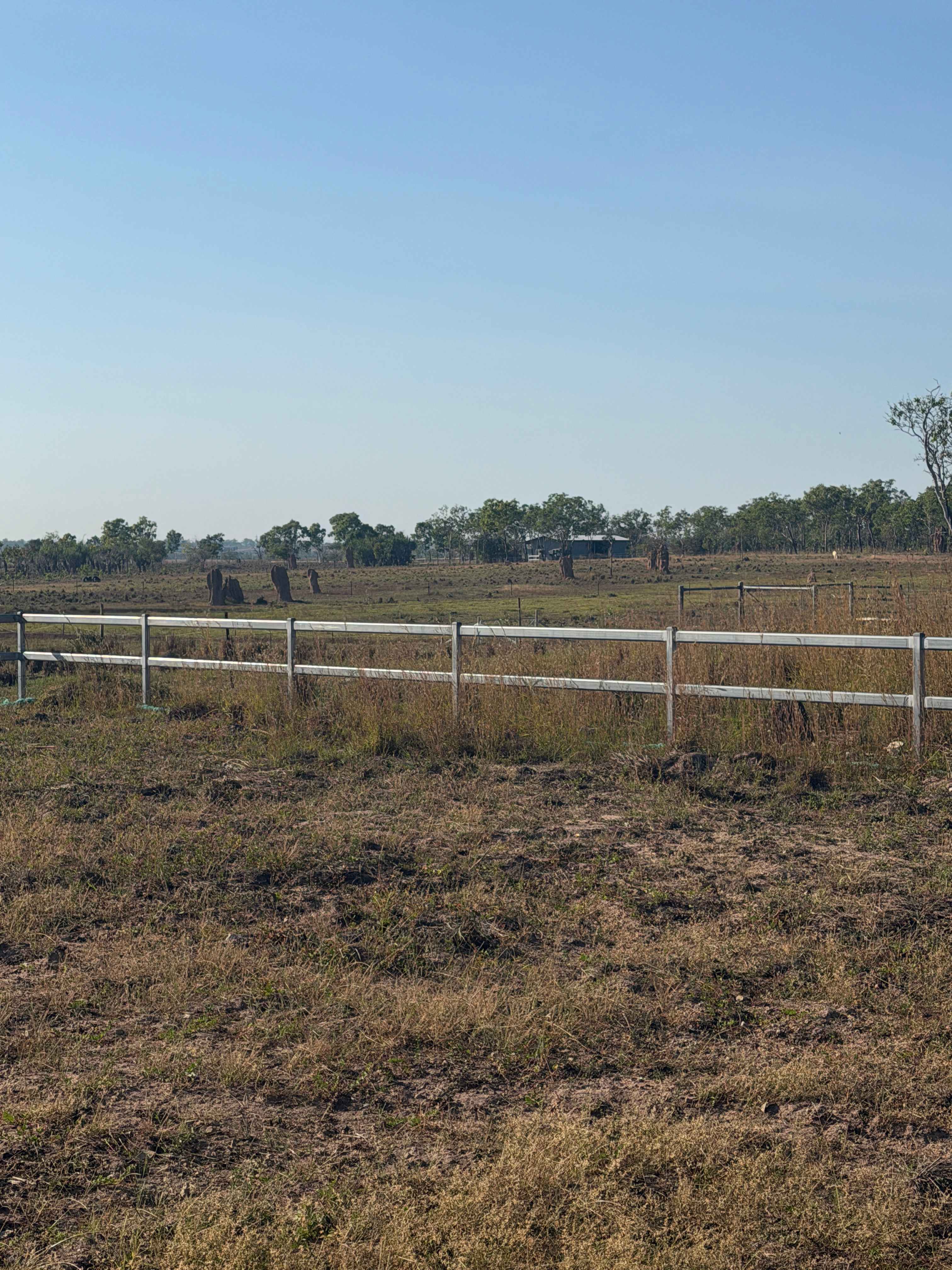 Neighboring termite mounds. 
