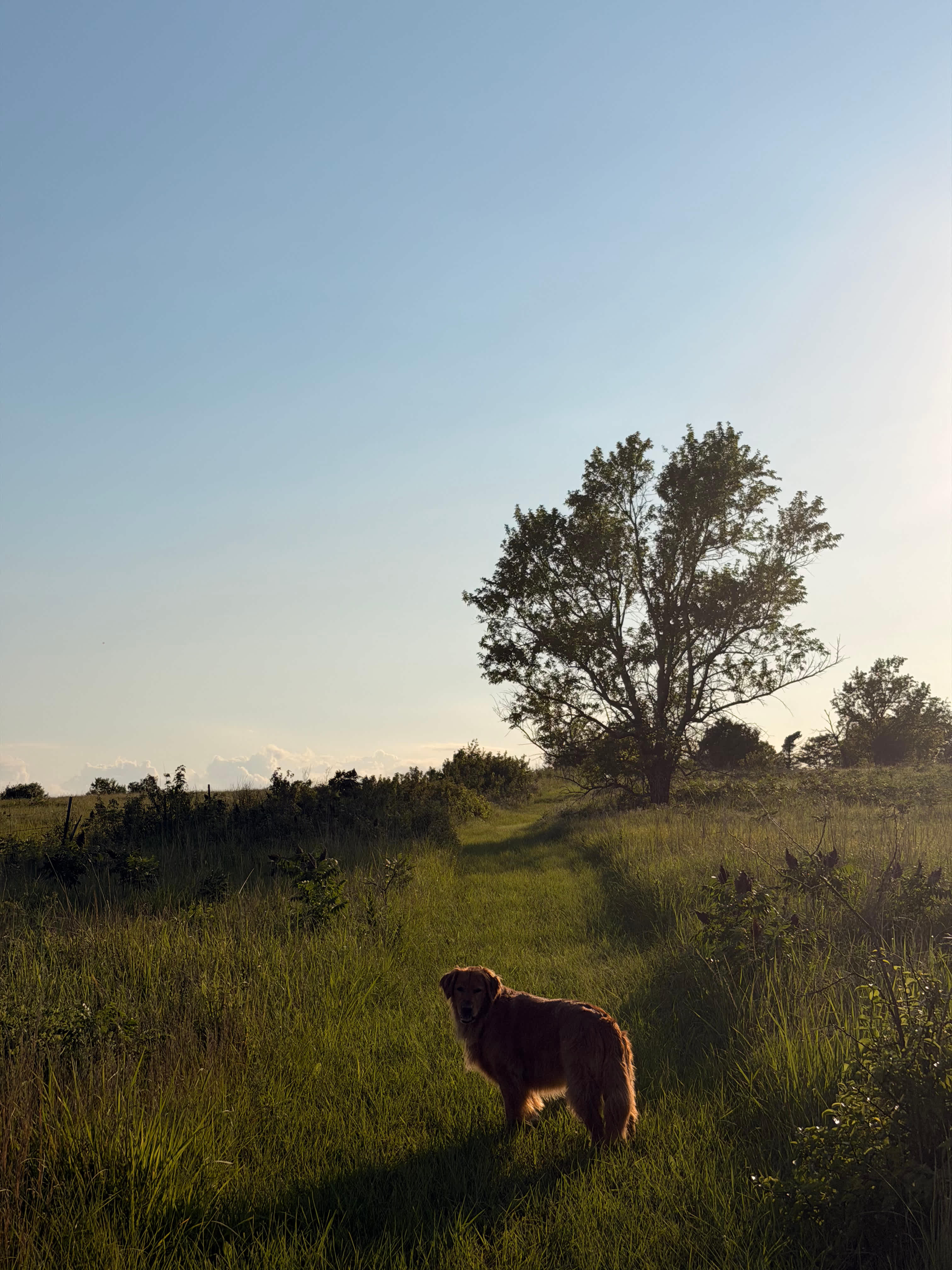 My dog loved exploring the trails