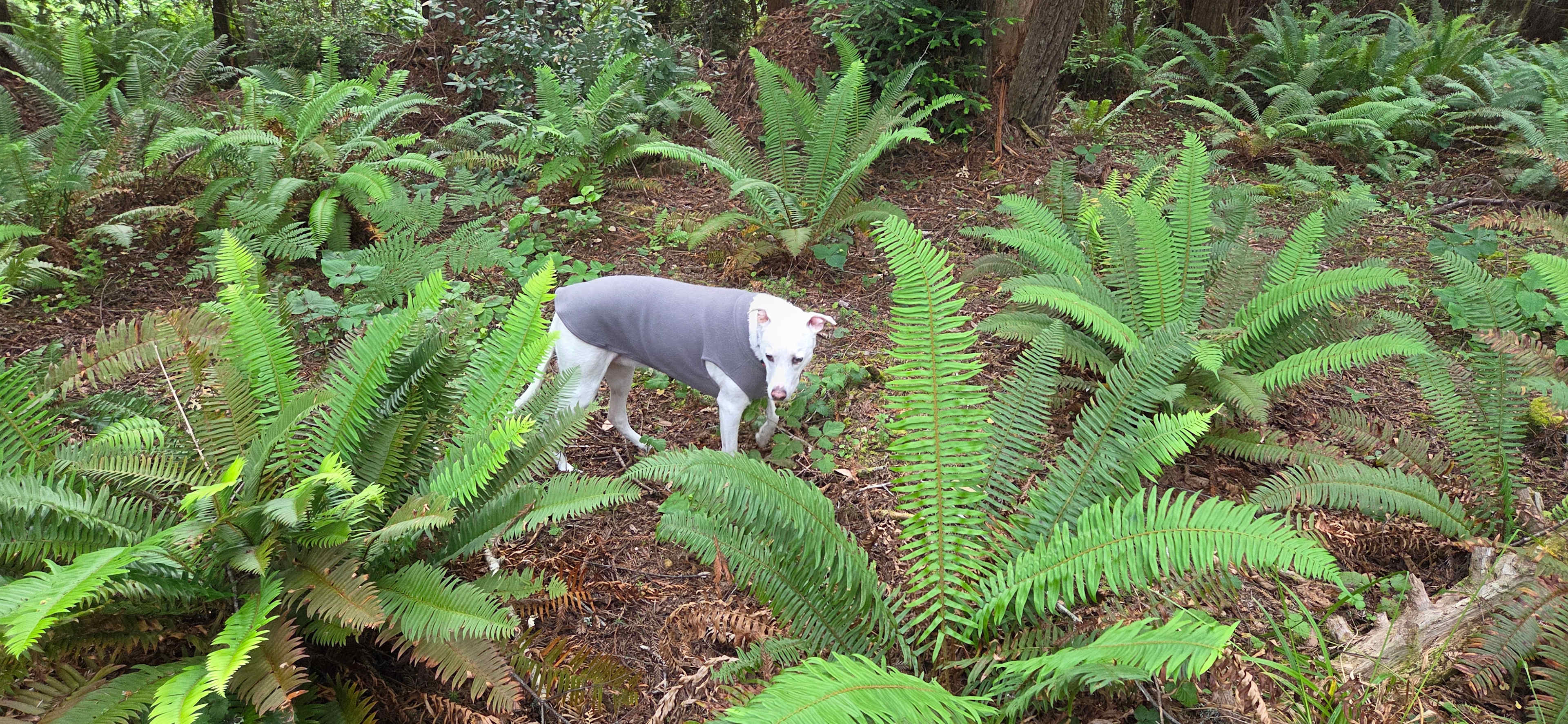 Ocean-view Redwood Forest Glamping