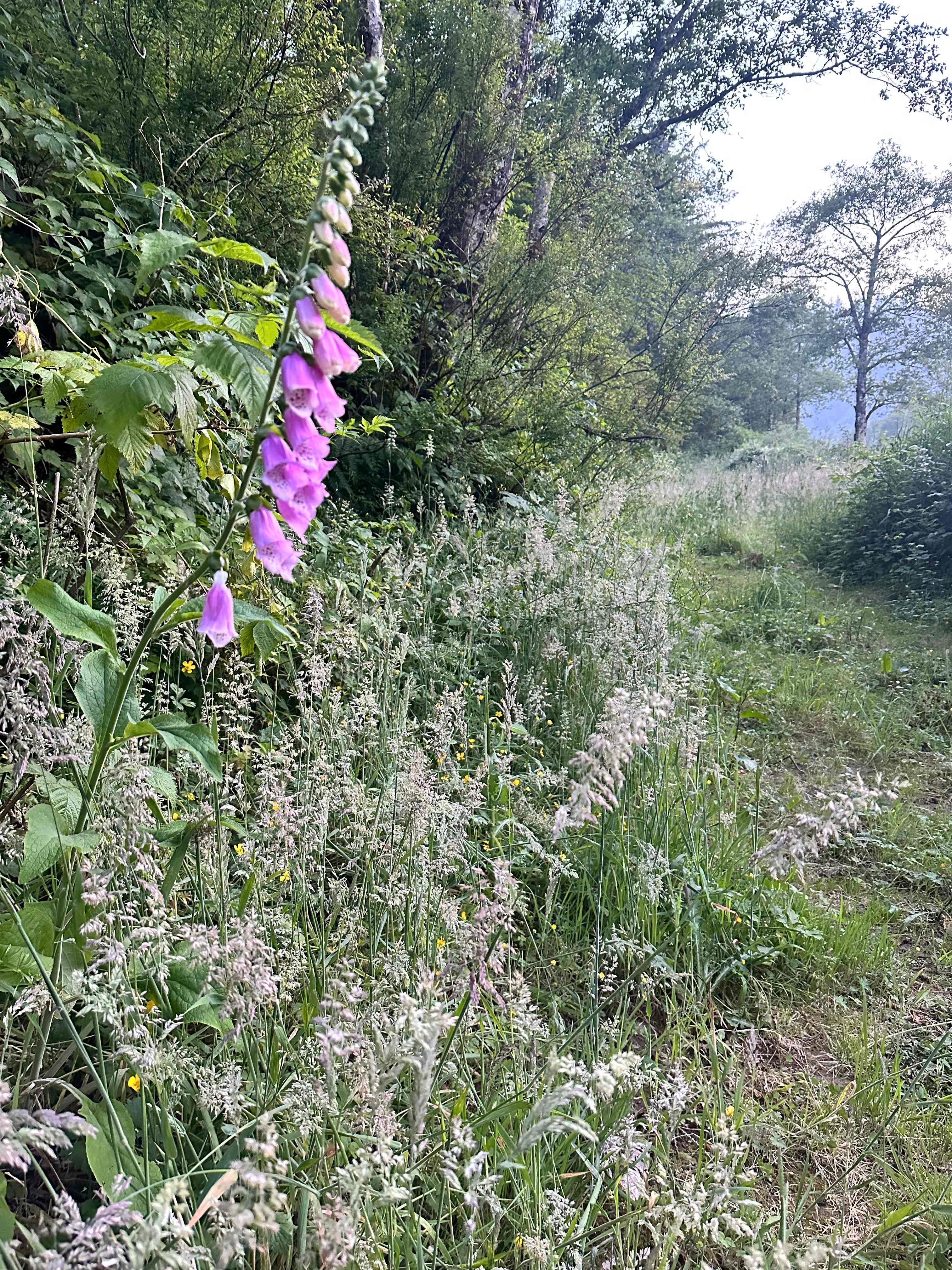 Tent site with Foxglove and grasses