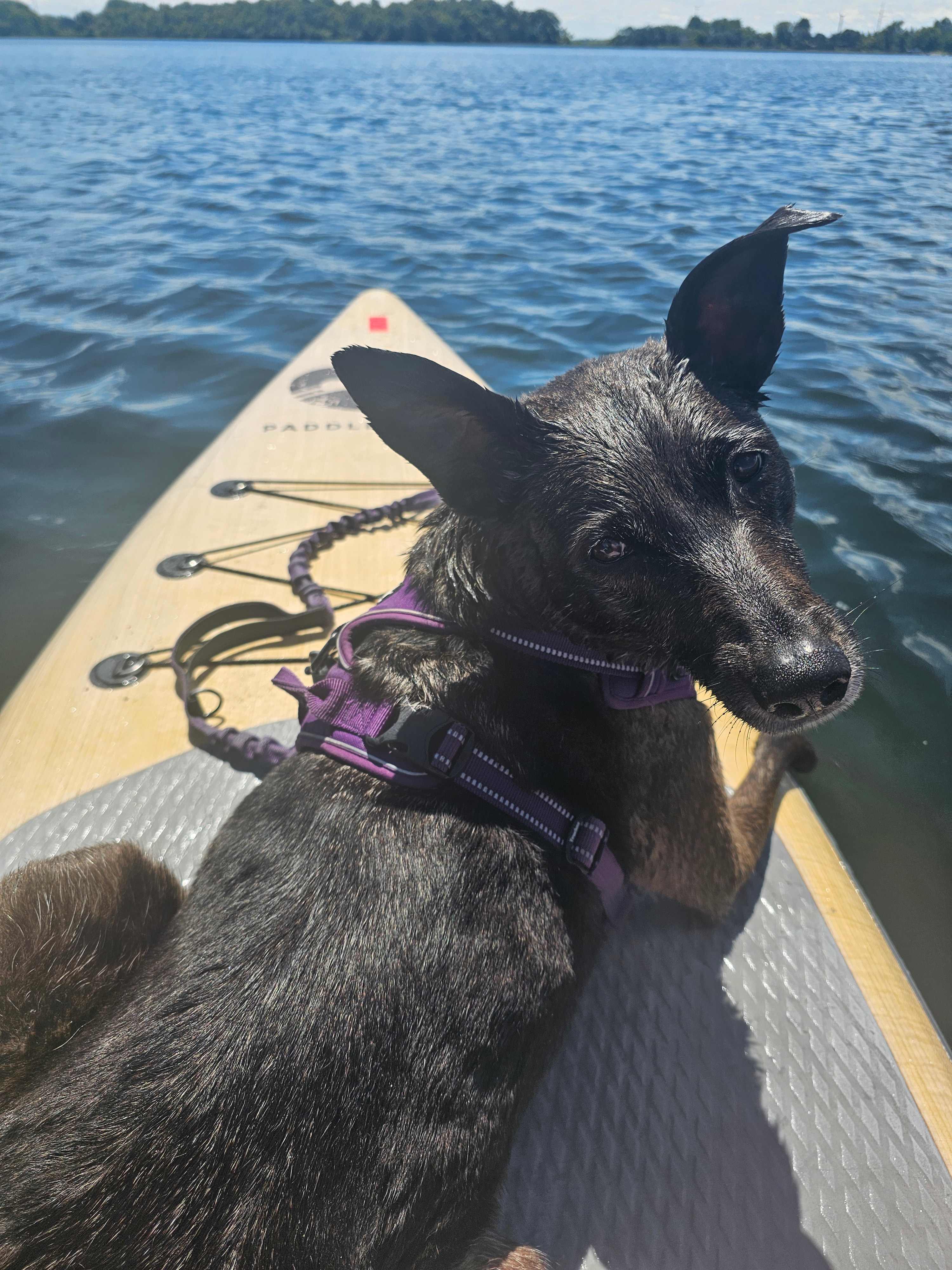 Even my doggy Ayla got to enjoy the water and paddle boarding
