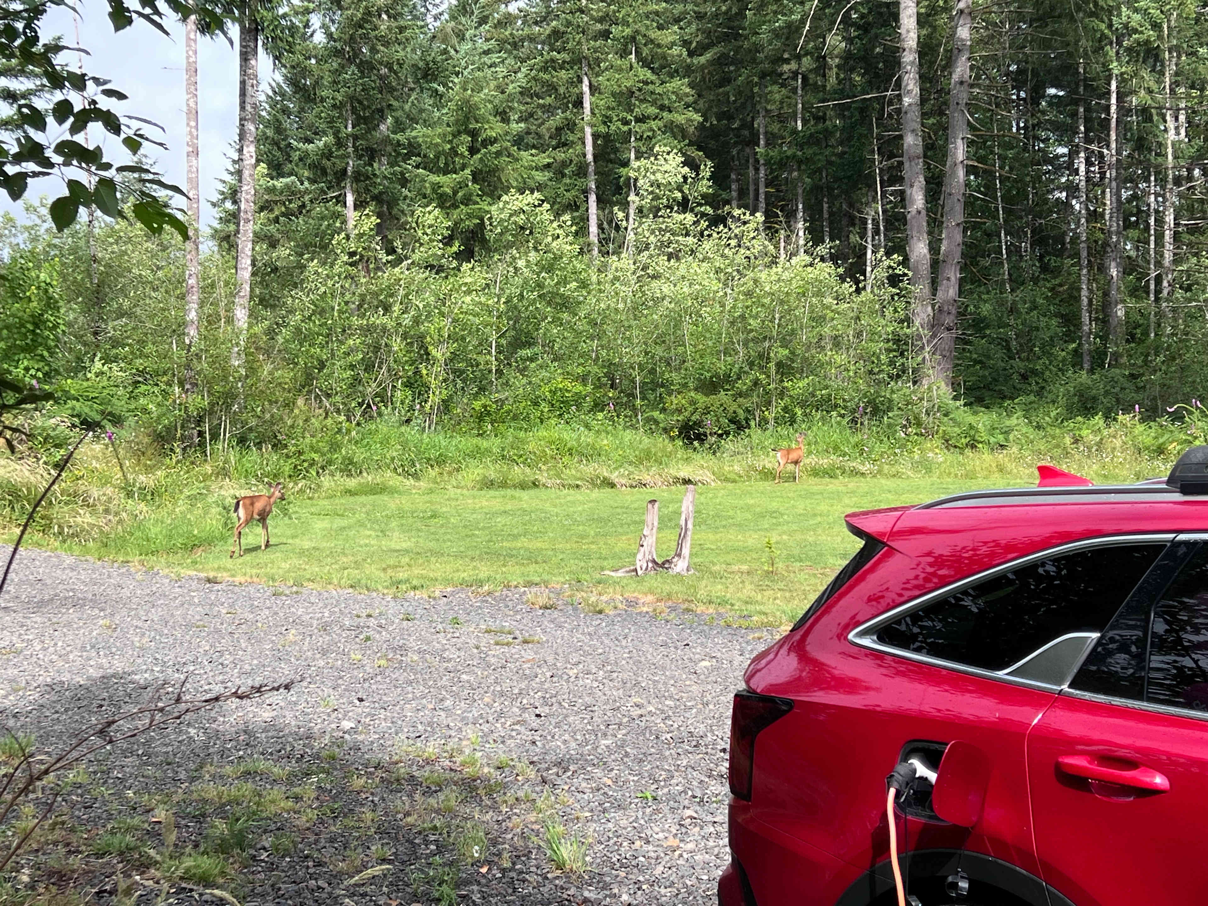 Deer visitors
