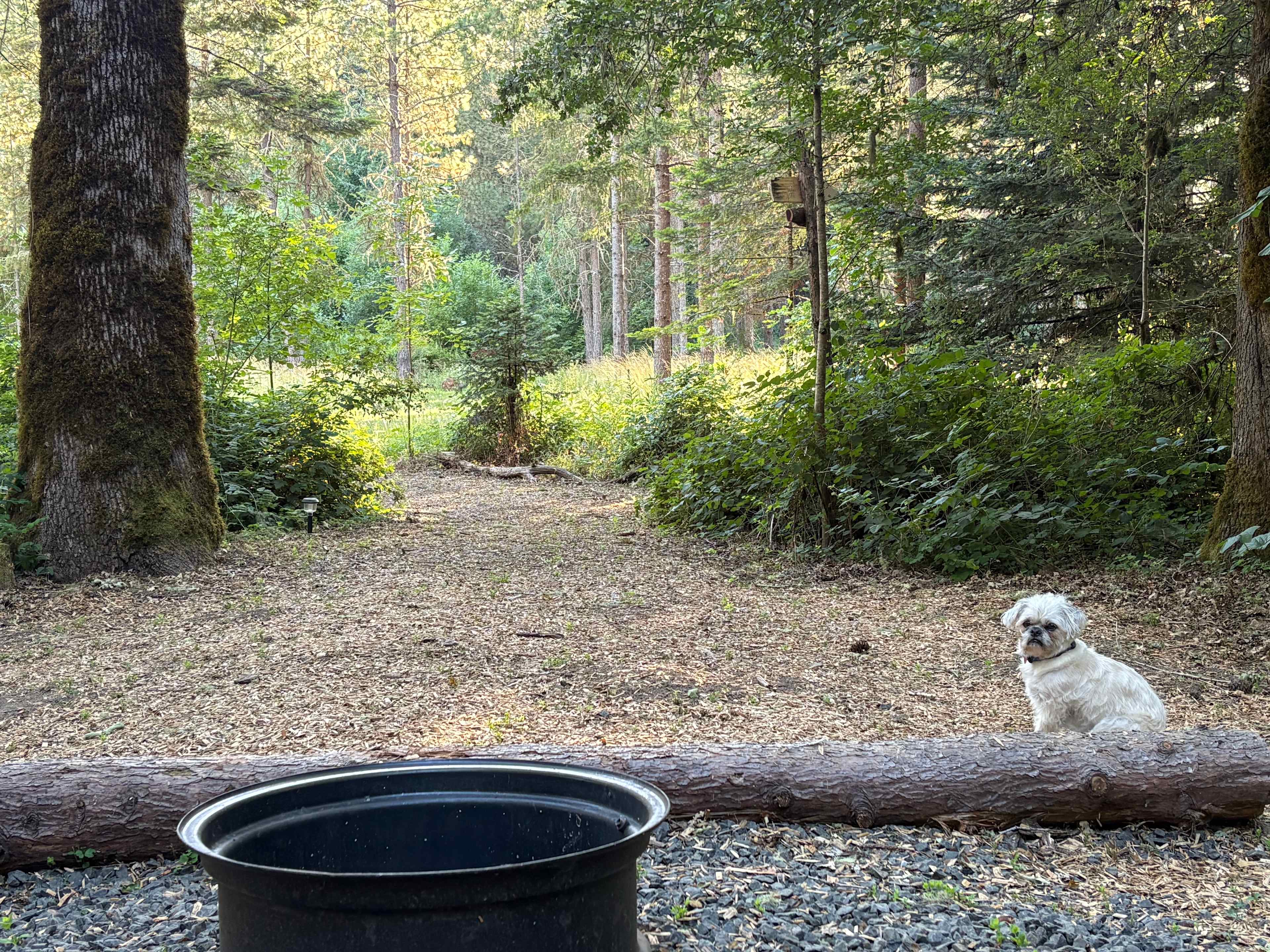 Acorn Grove campsite, dog not included
