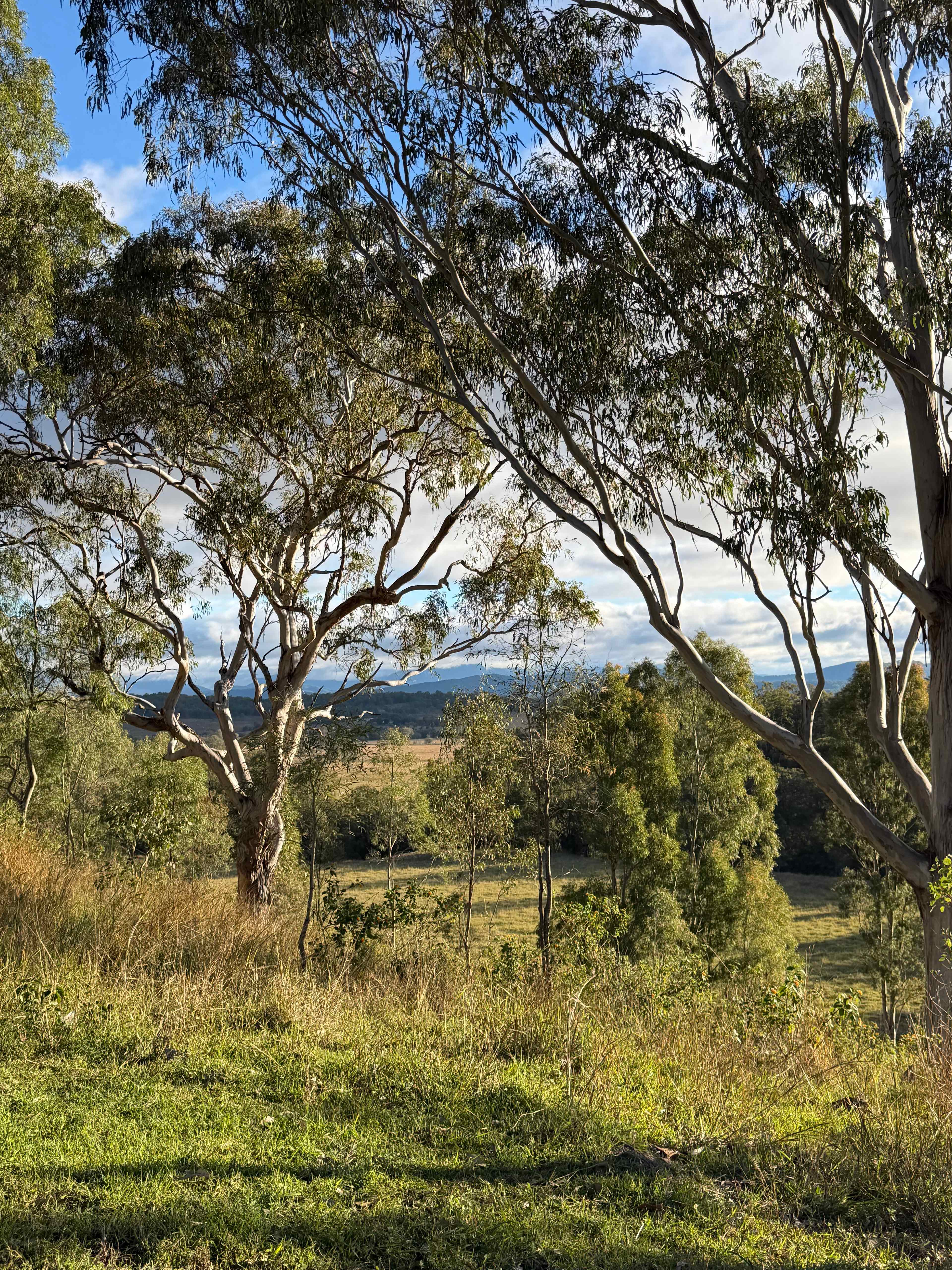 Larapinta