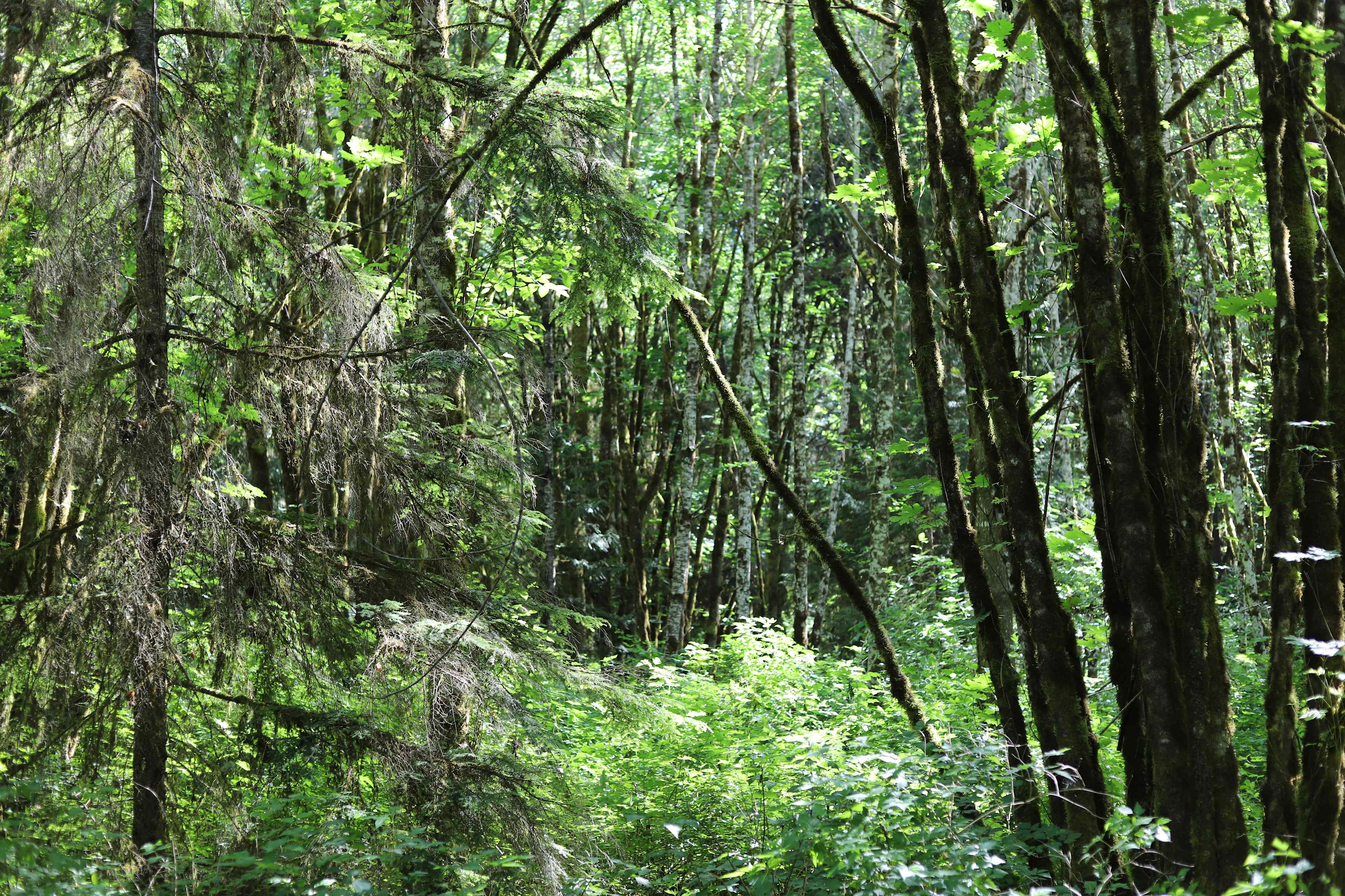 Secluded Forest Yurt
