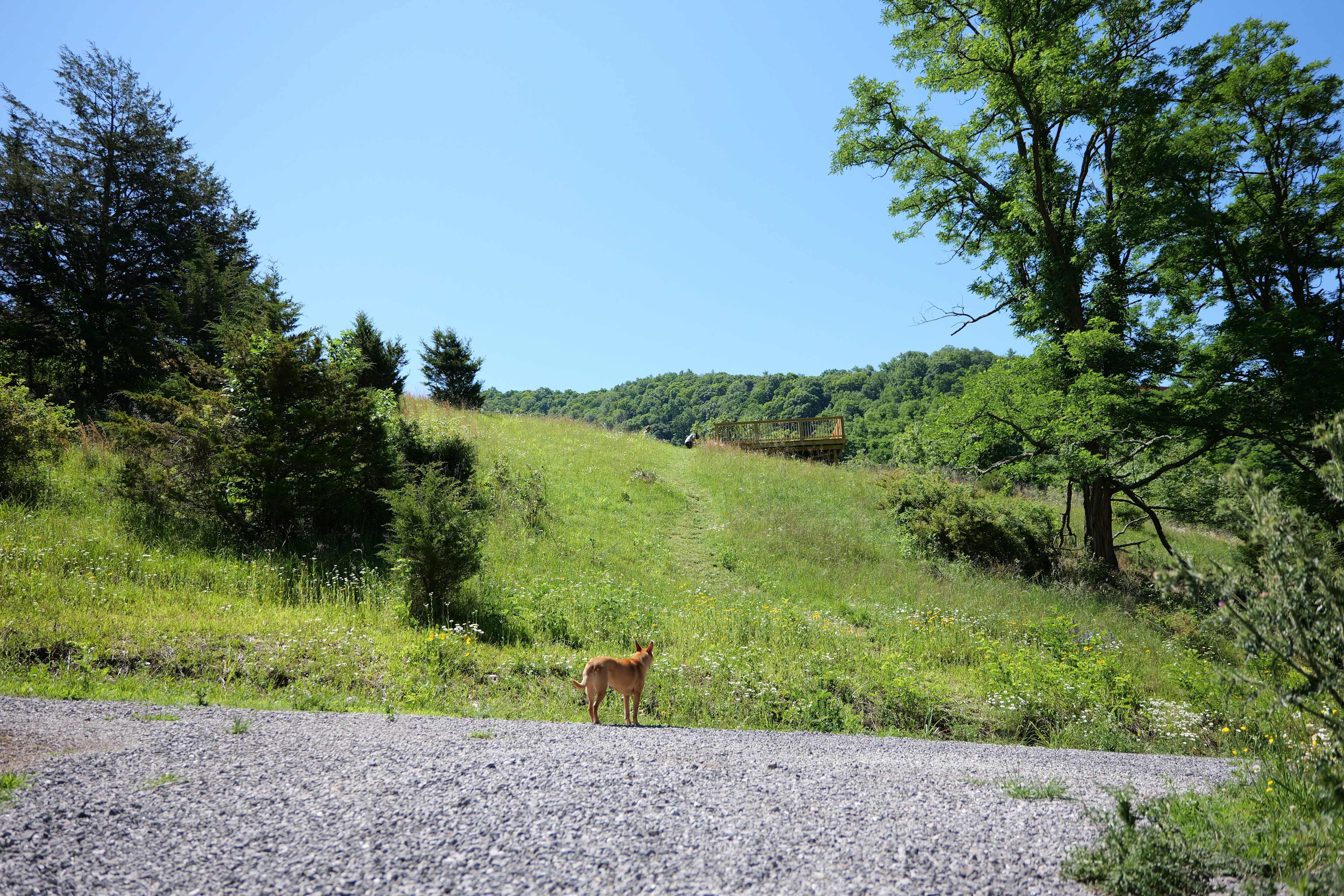 Picture of the site