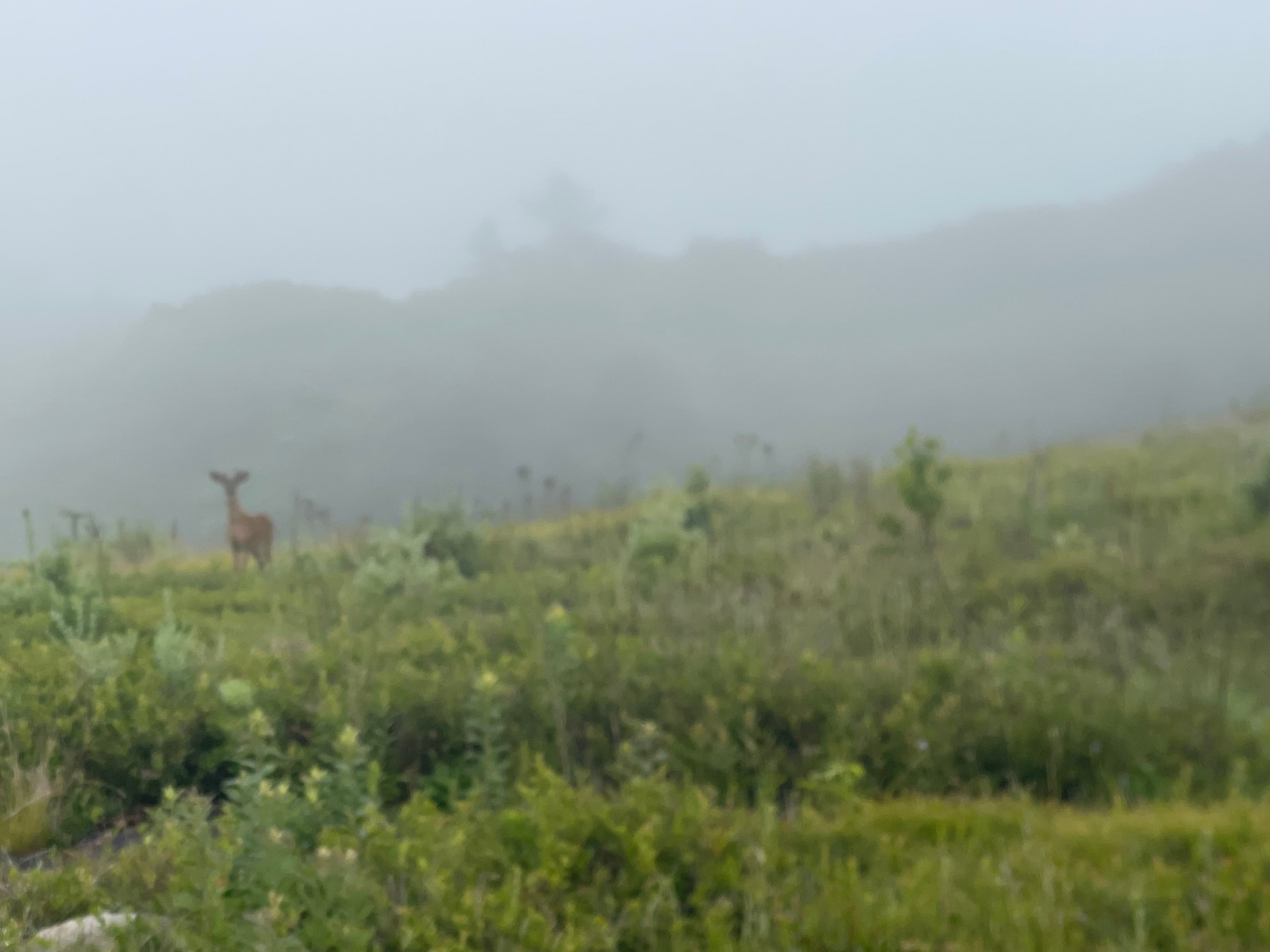 Two deer coming up in the fog.