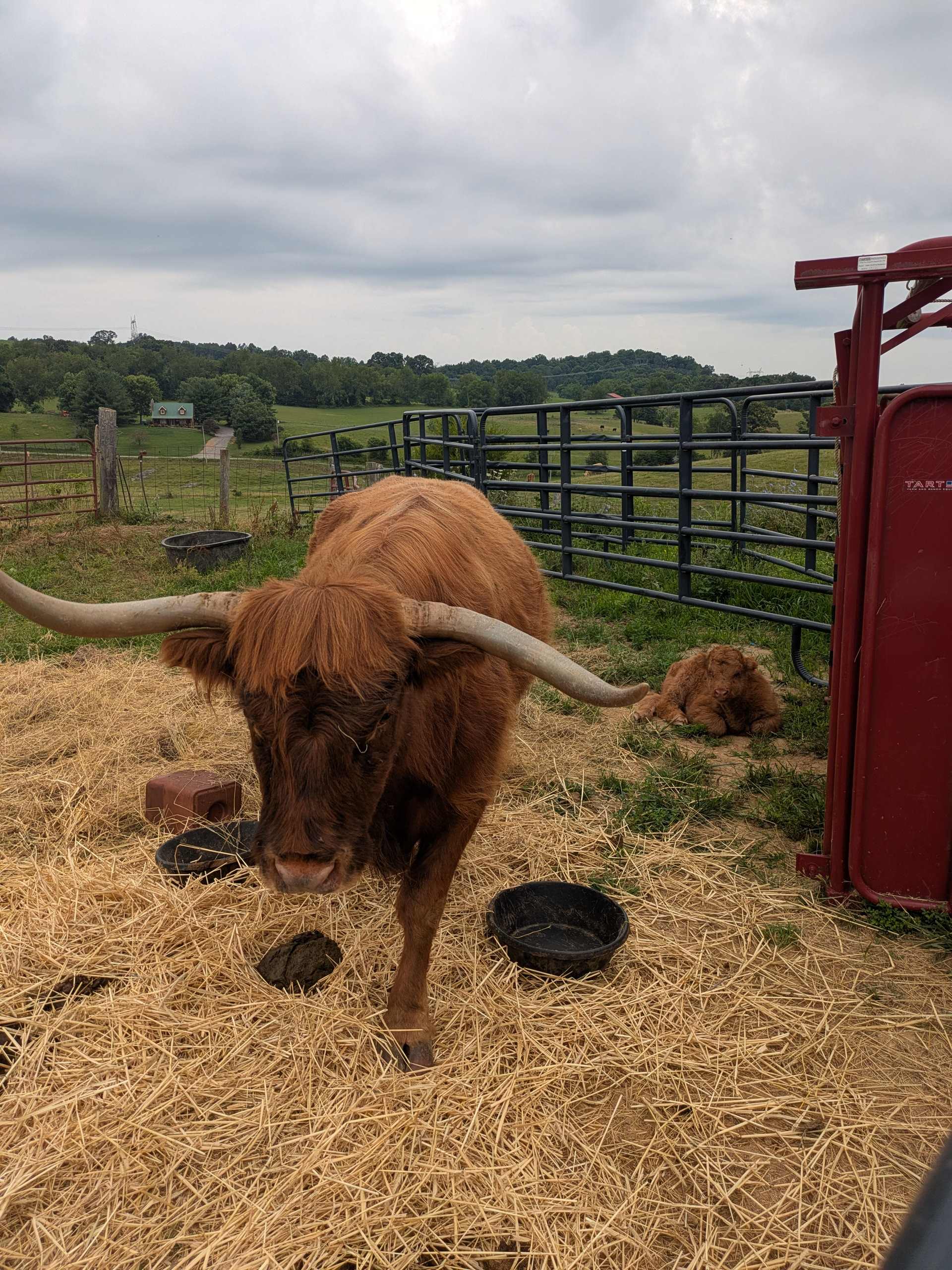 Highland Cows of Lochan Zanda