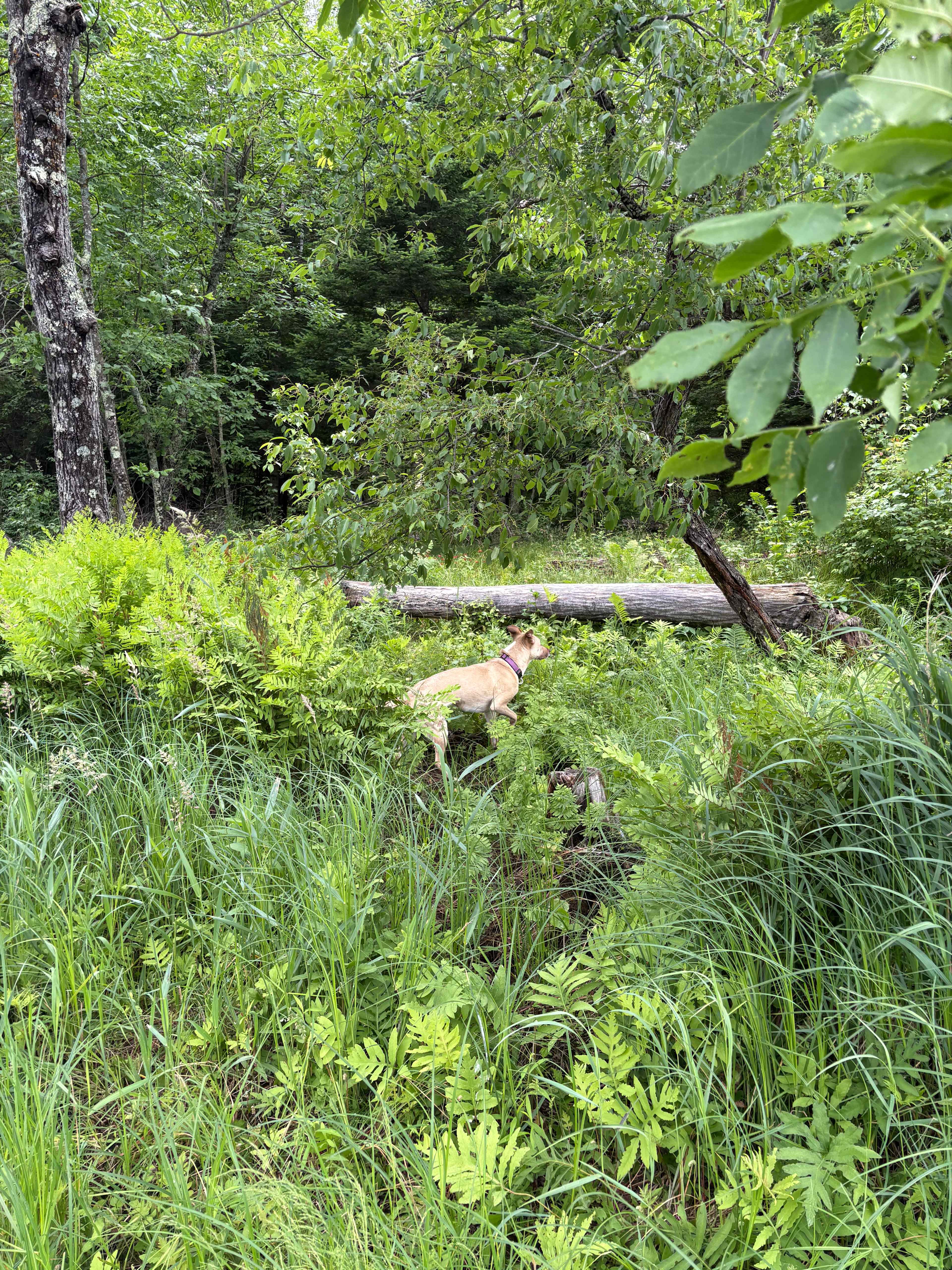 Chippewa River Forest