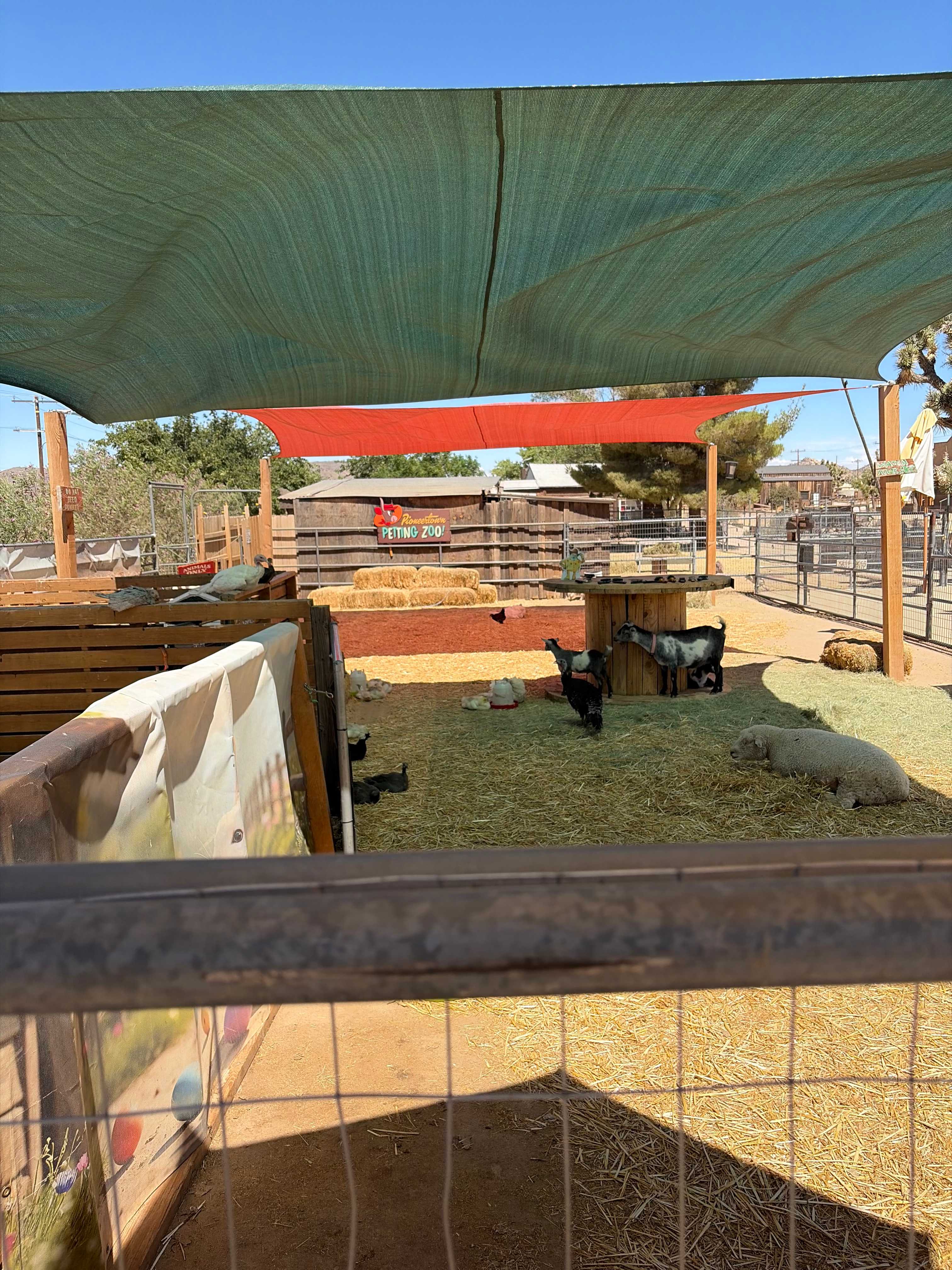 Pioneertown Petting Zoo 
