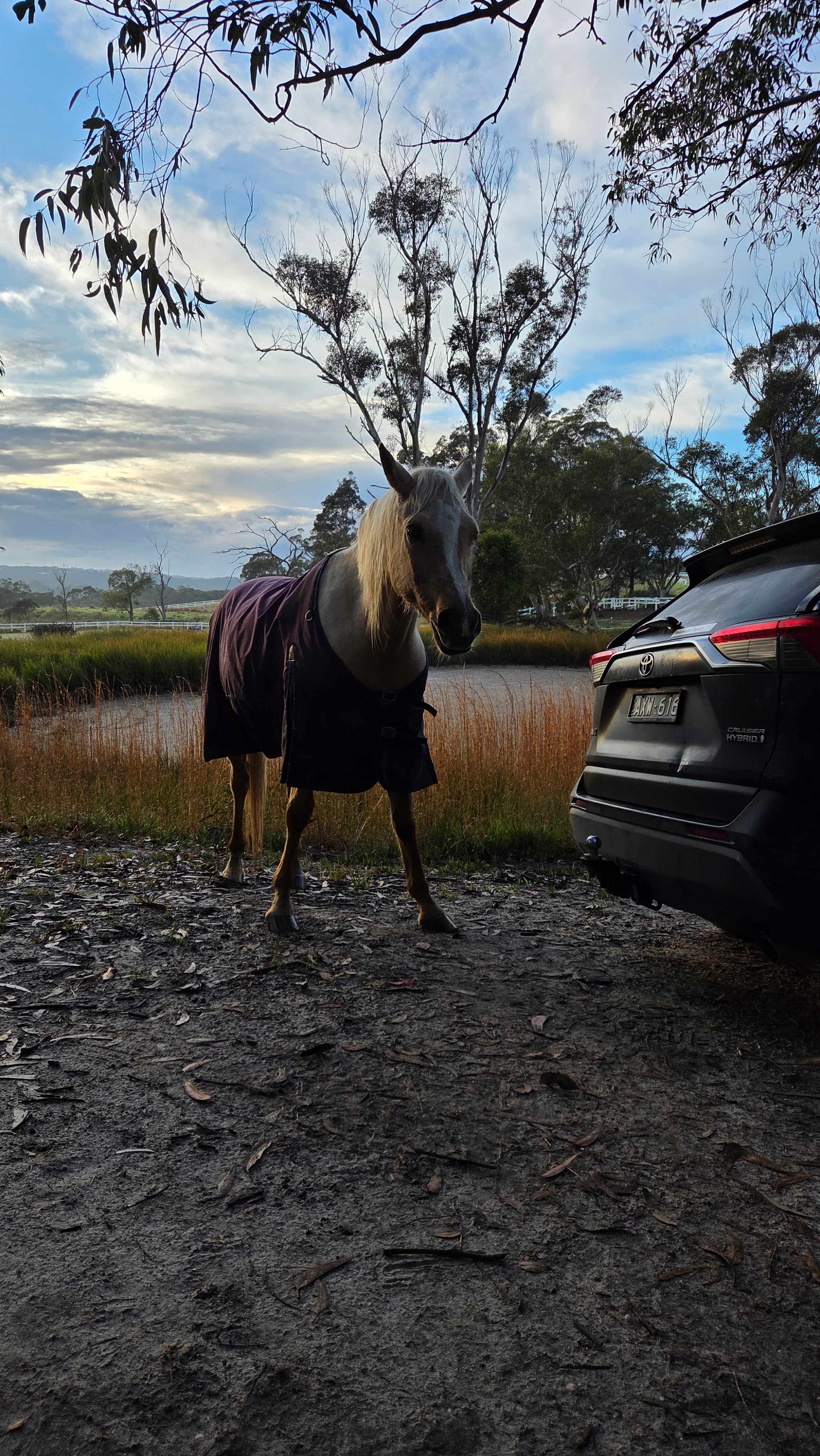 Equine visitor (morning)
