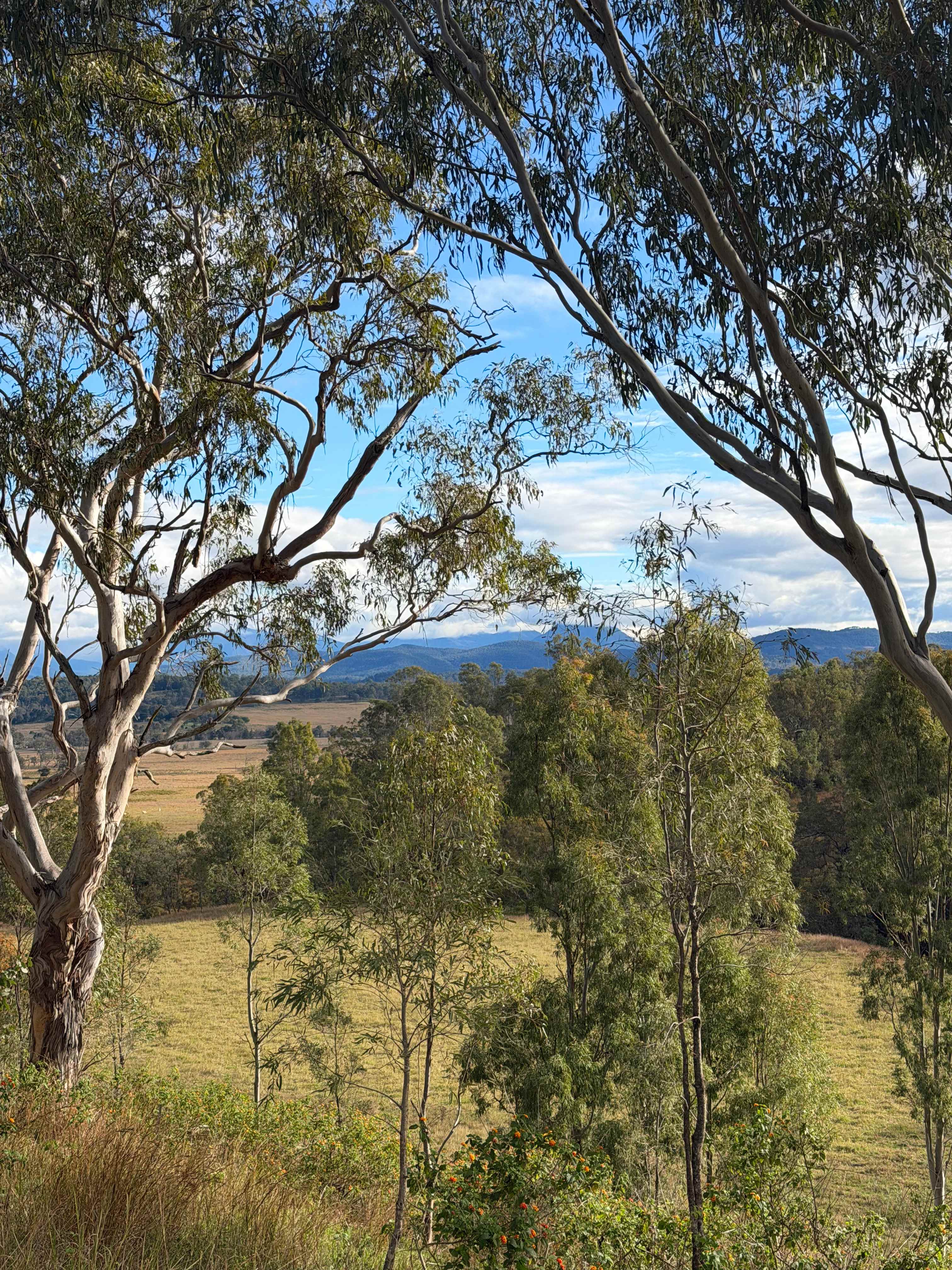 Larapinta
