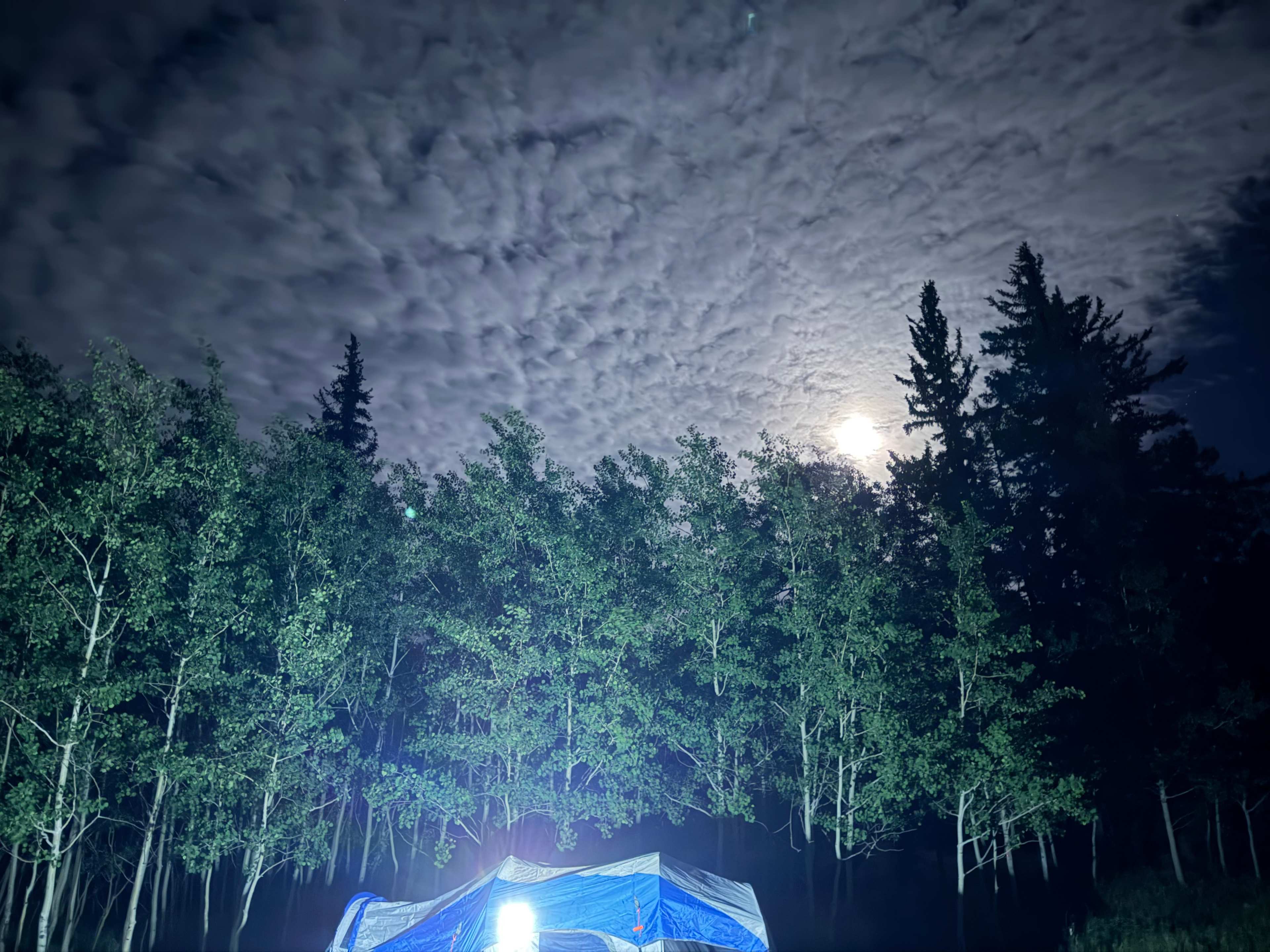 Camp Penguin at WPR