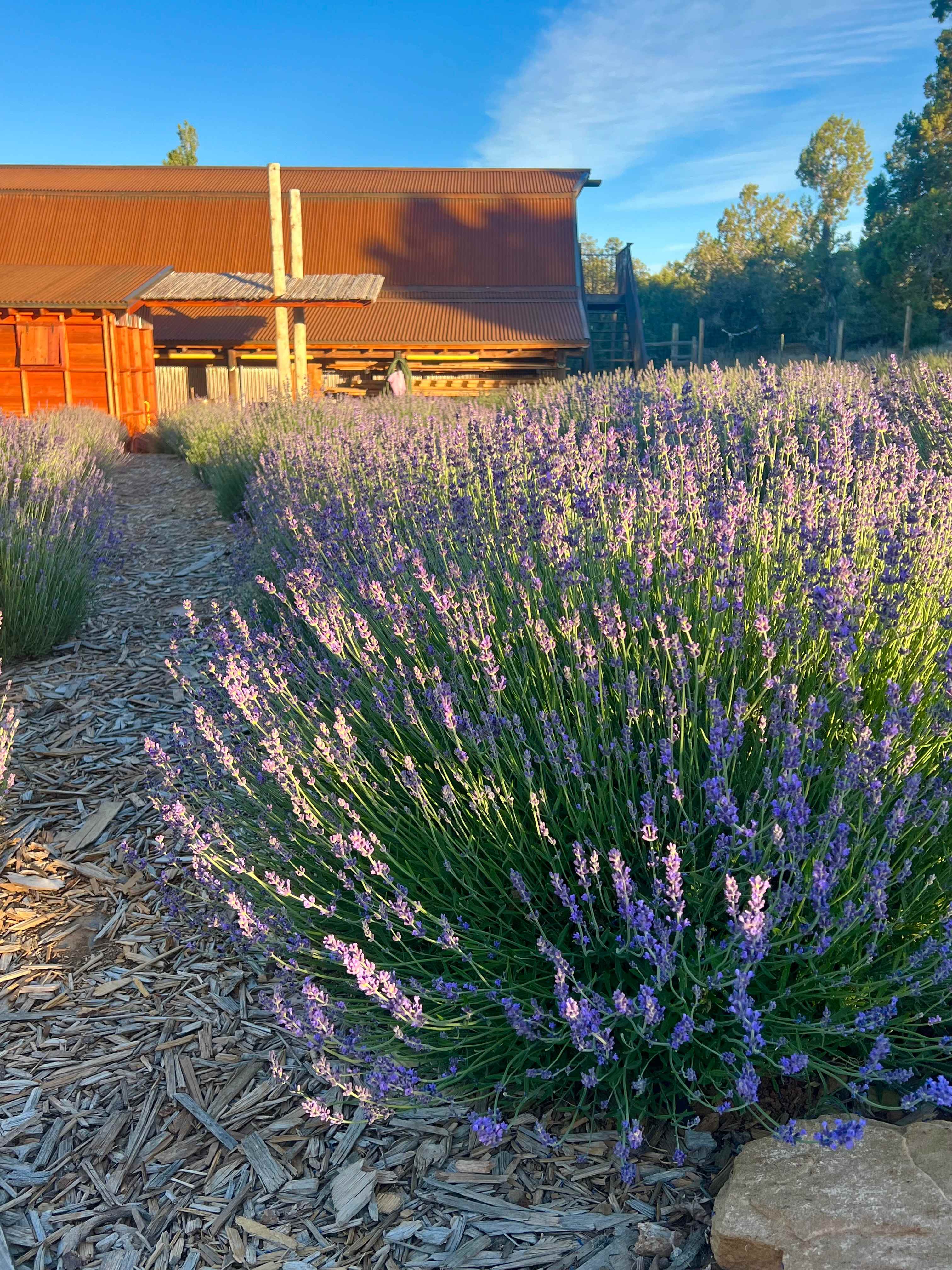 Lavender Farm Bed and Breakfast