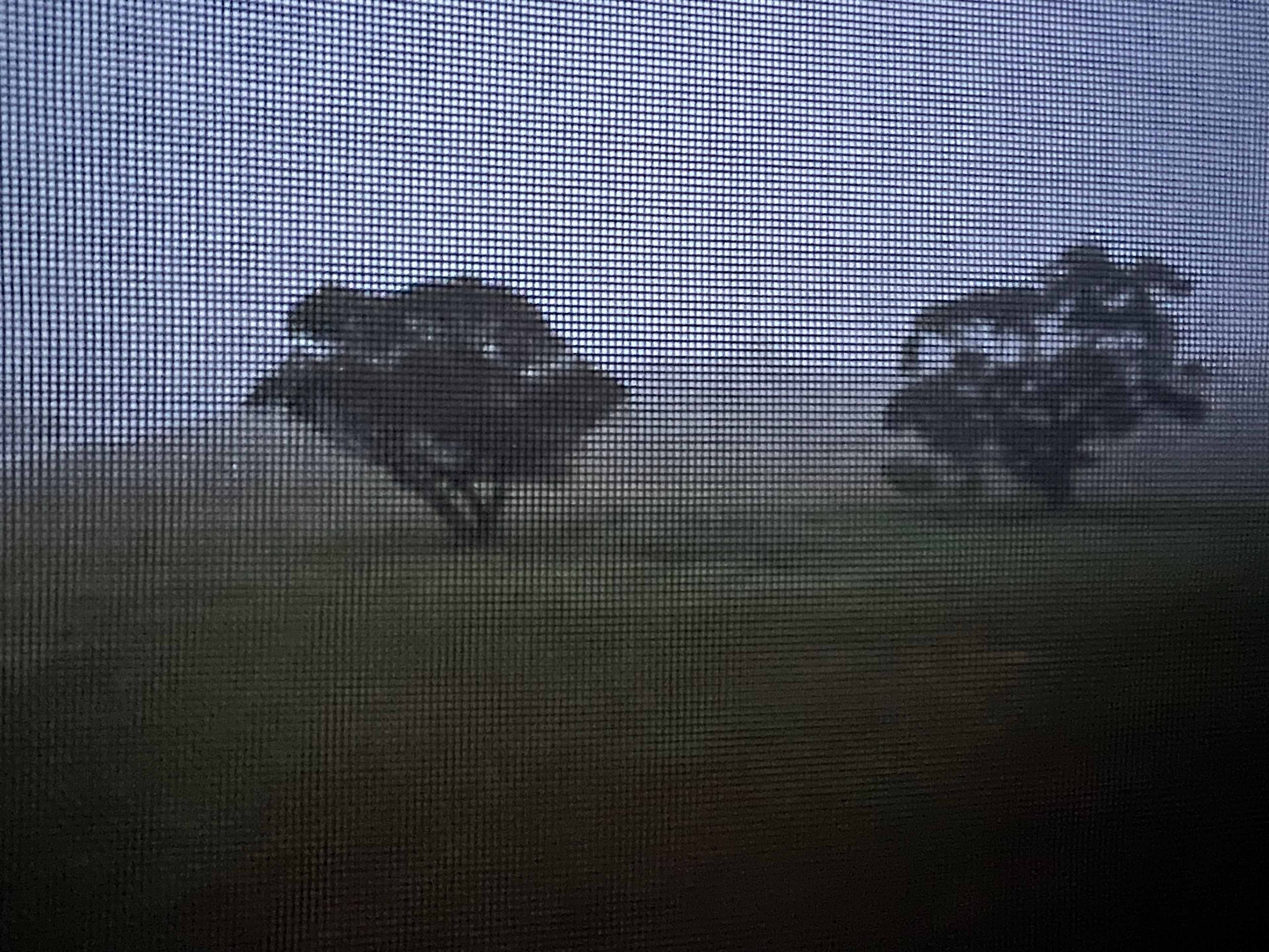 Foggy morning