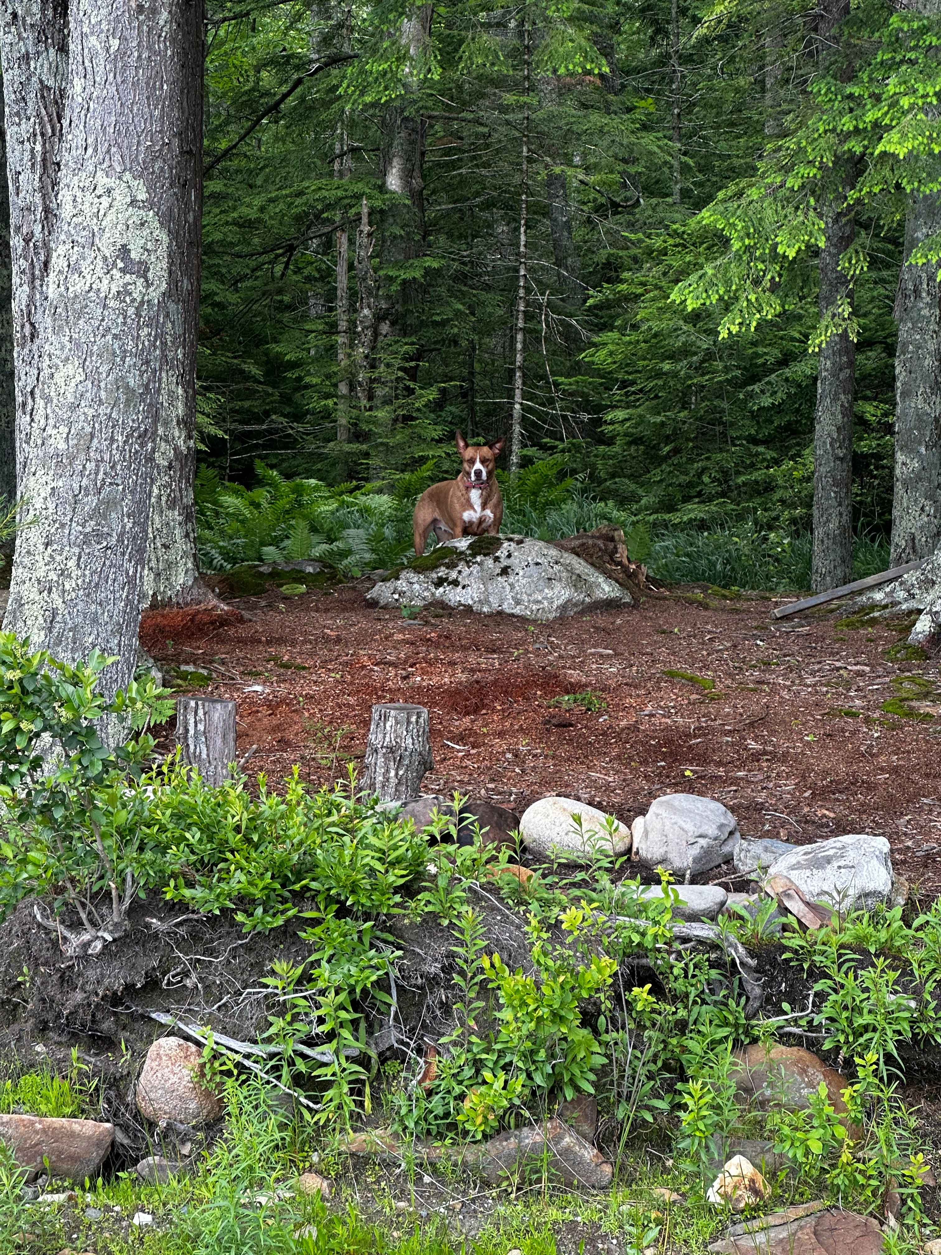 Cabin of the Woods at Tilden Pond