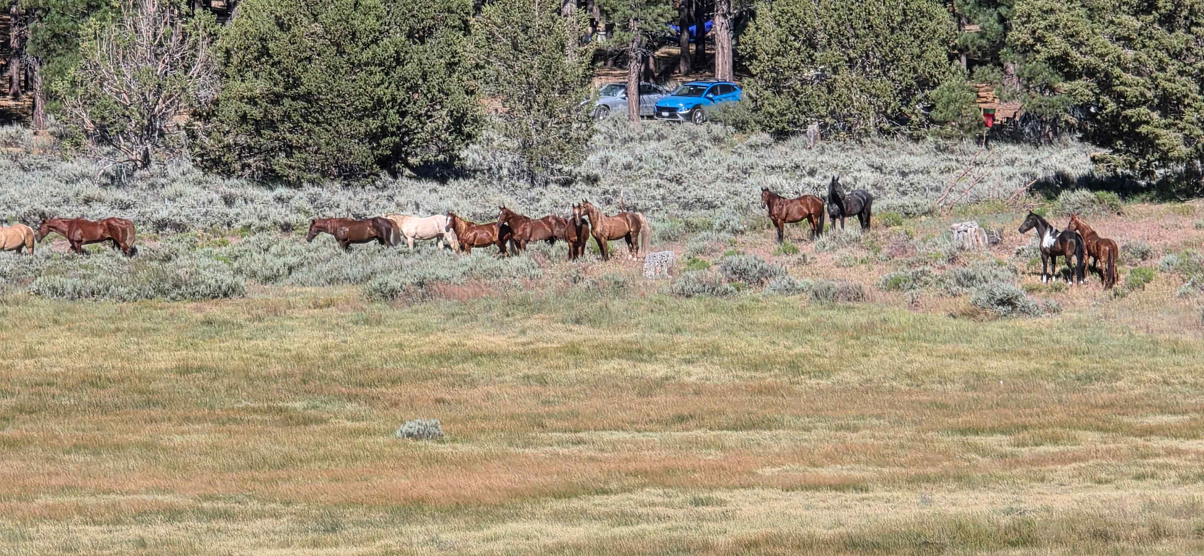 Holcomb Valley Ranch