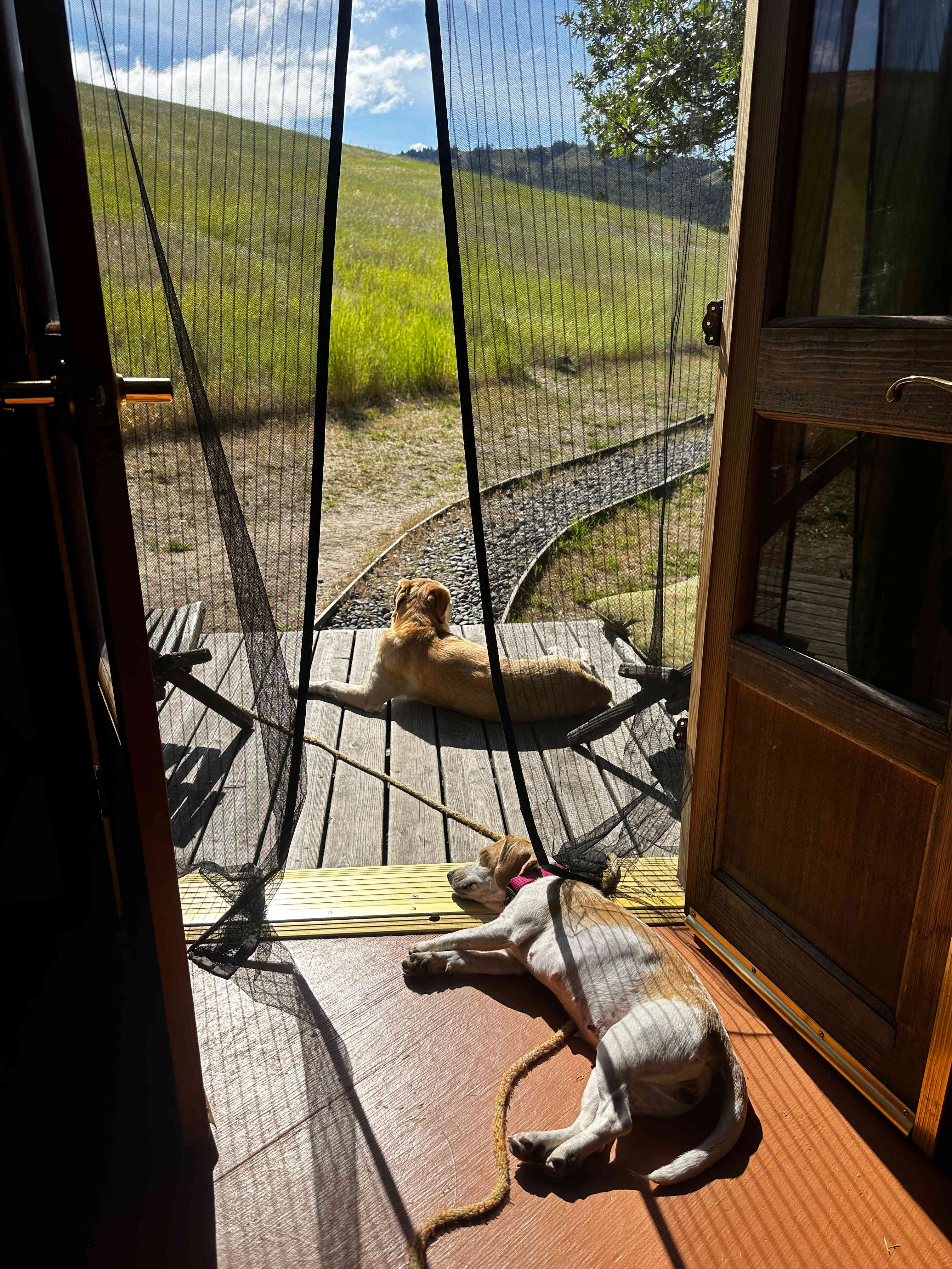 The dogs love it! Watch out for ticks, though!!!