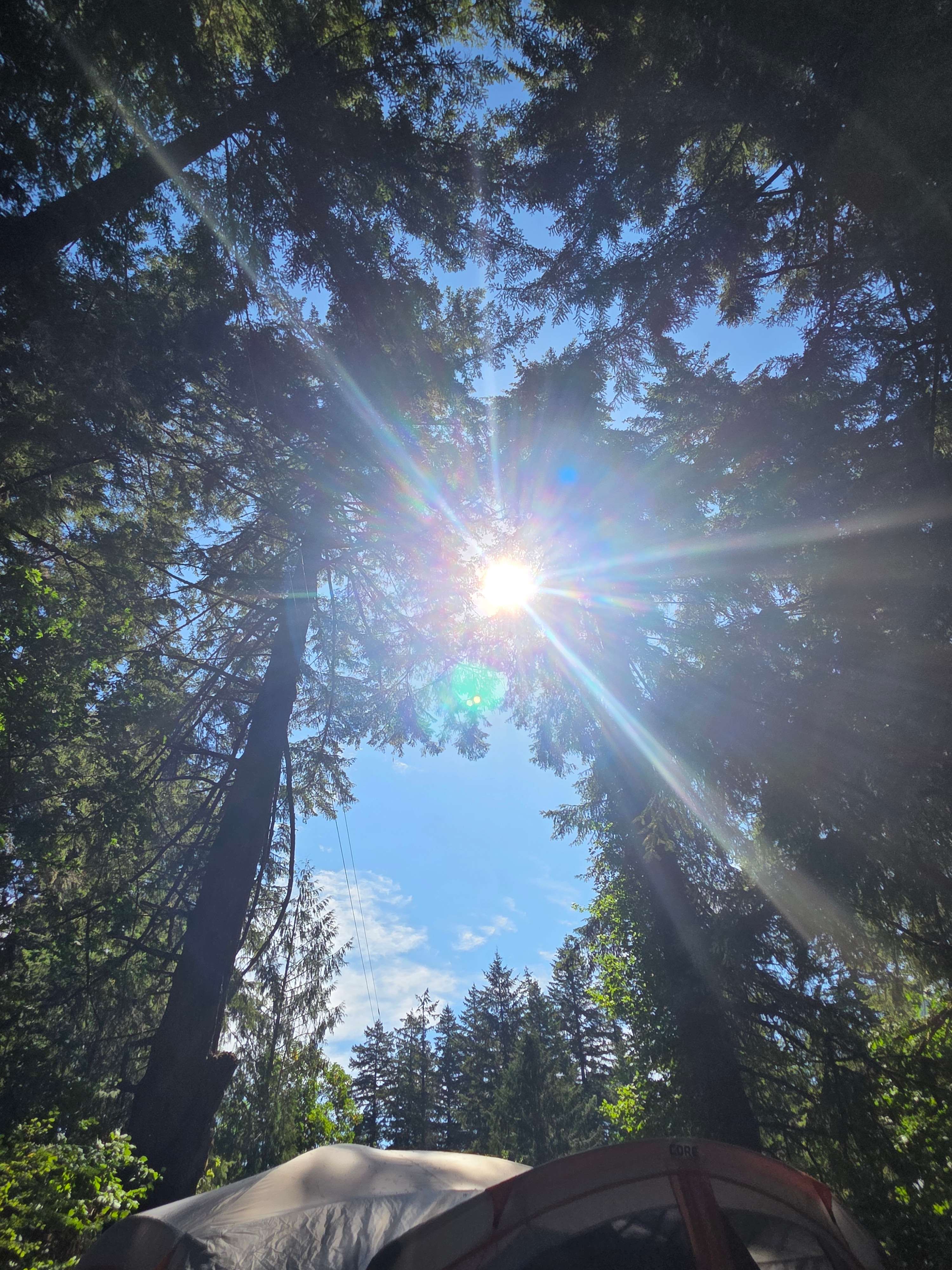 Sunshine through the trees