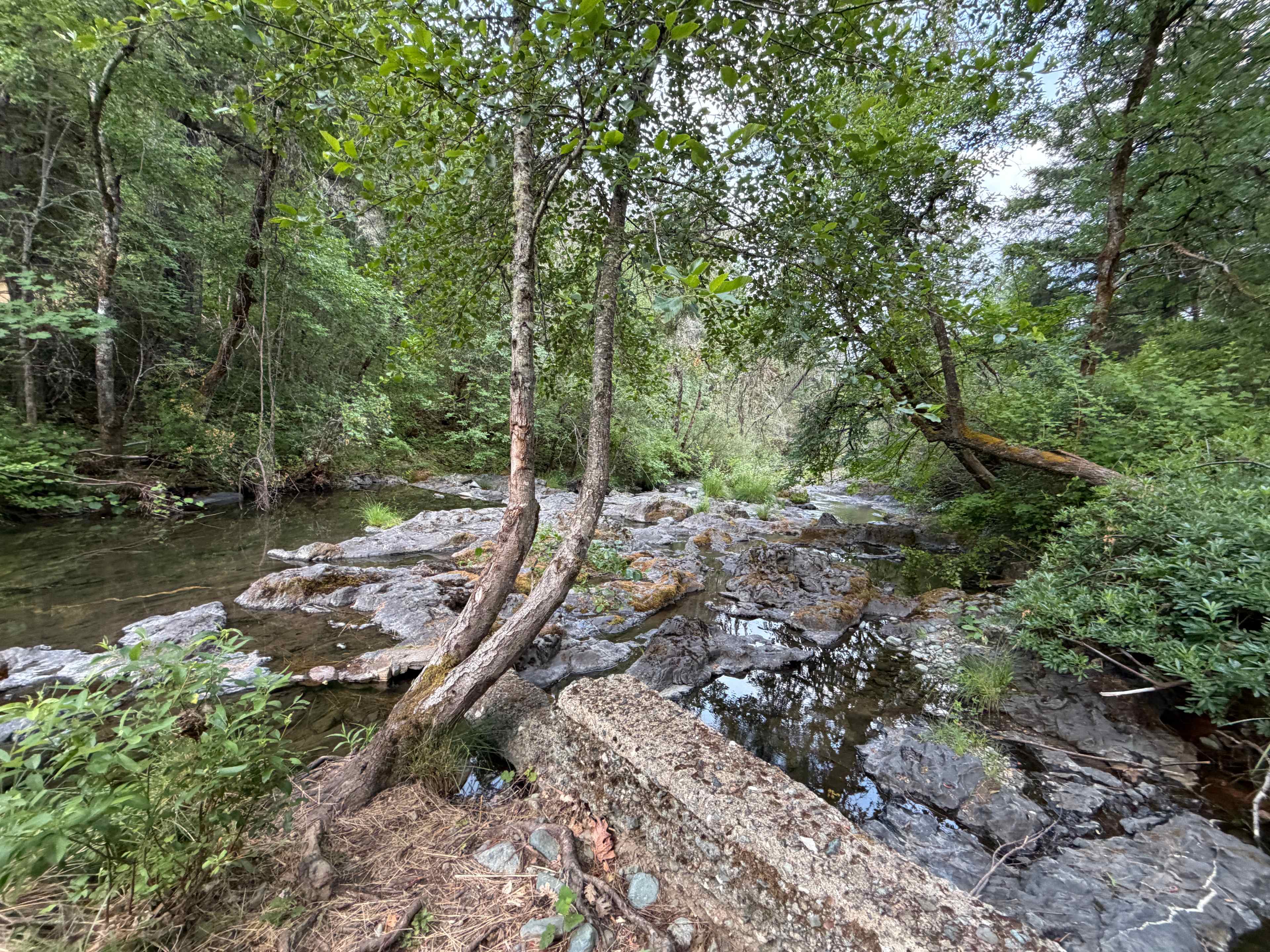 Forested creekside campsite