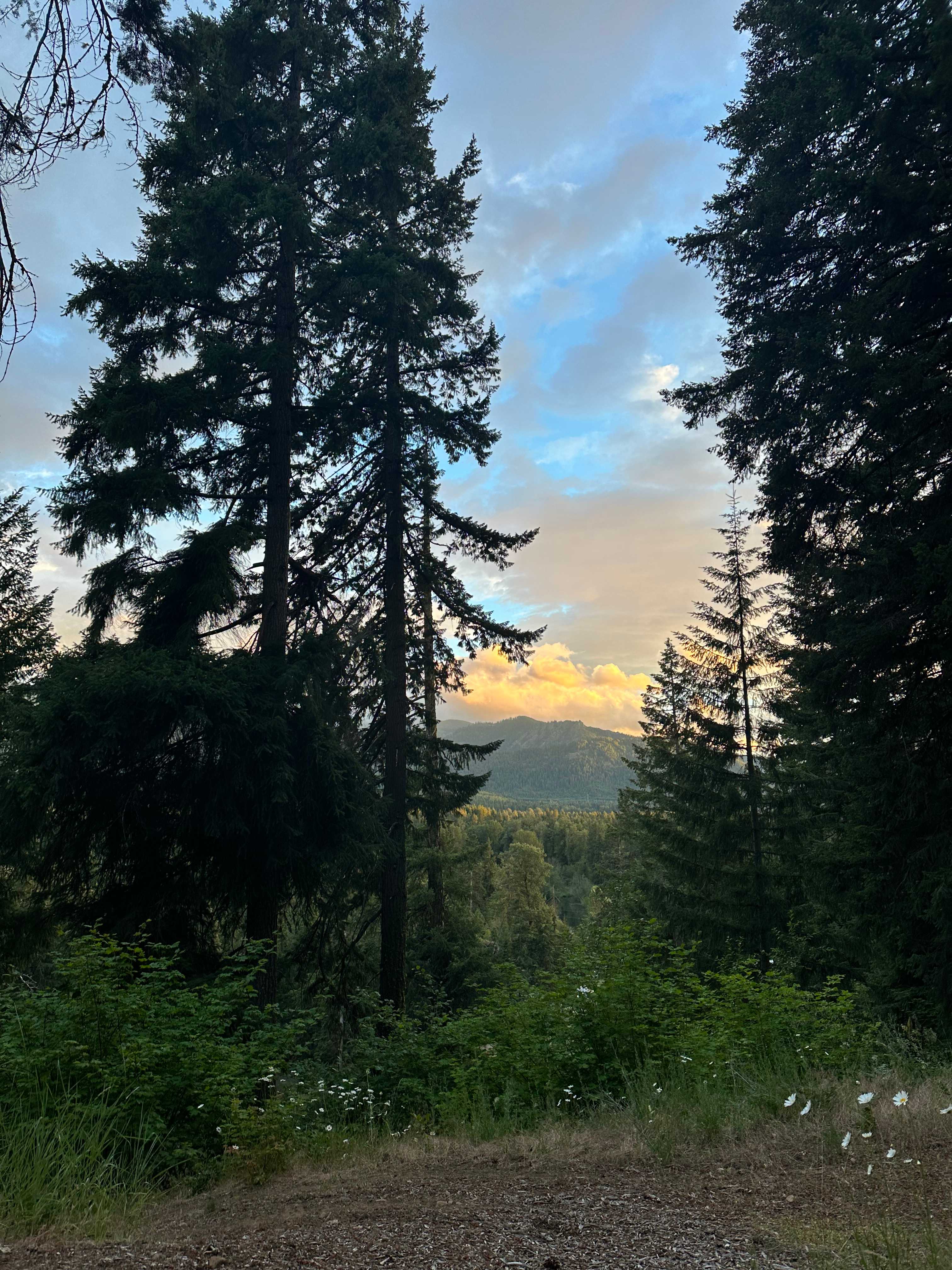 View from the osprey site 