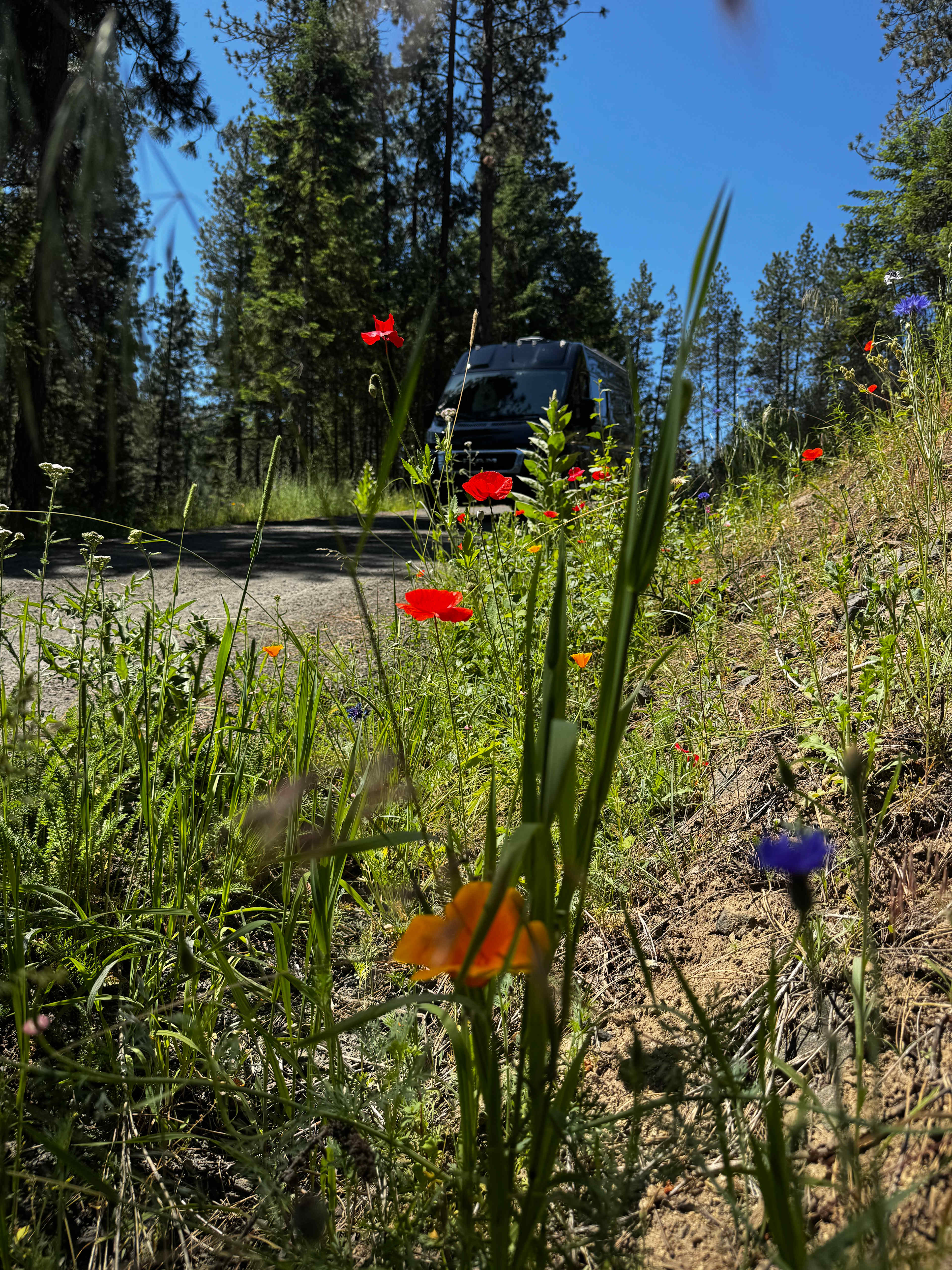 B & B Flower Farm Coeur d’ Alene