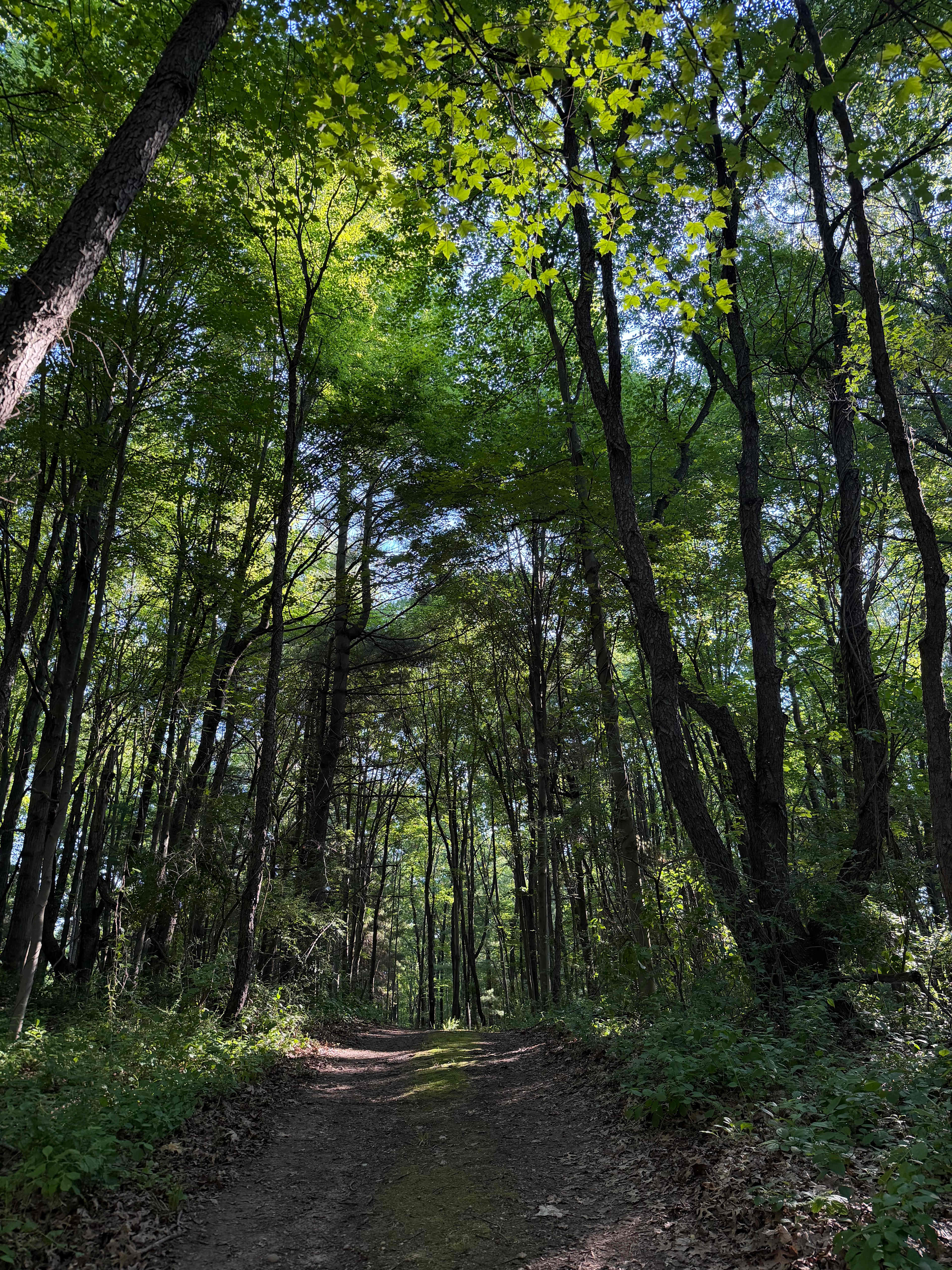 Mulligan's Valley in the Woods