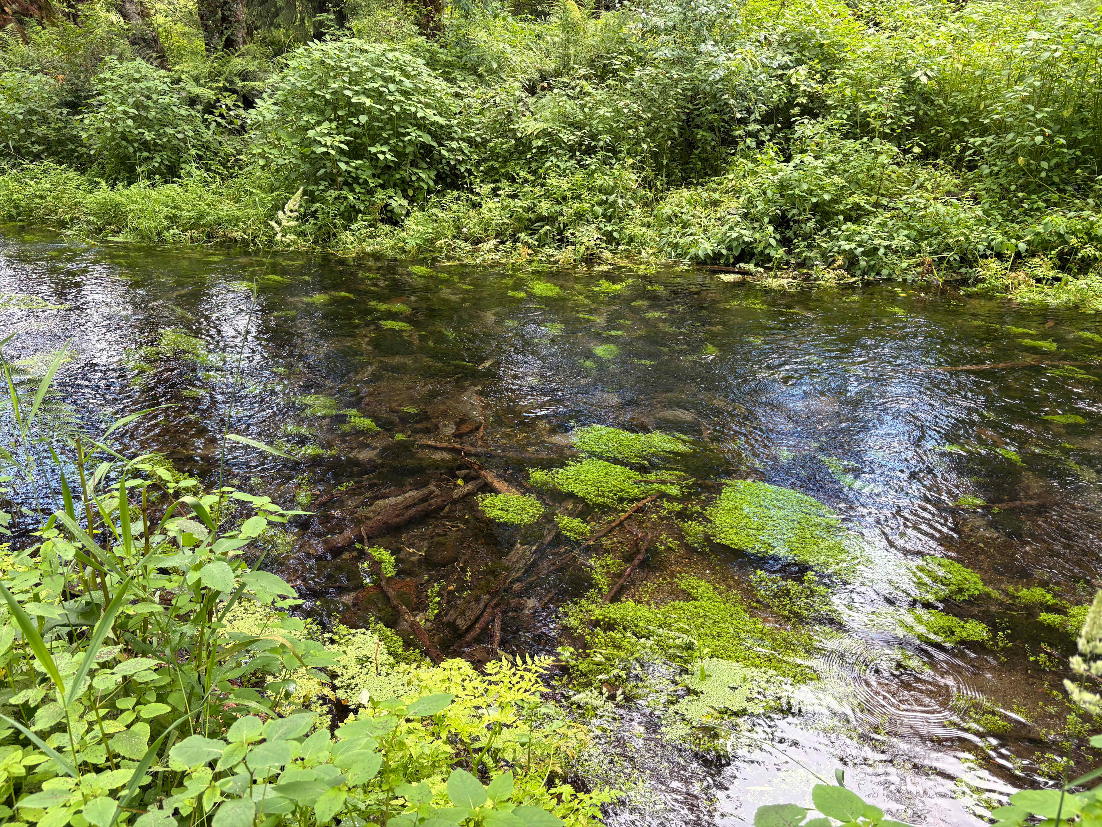 Secluded Creekside Camp