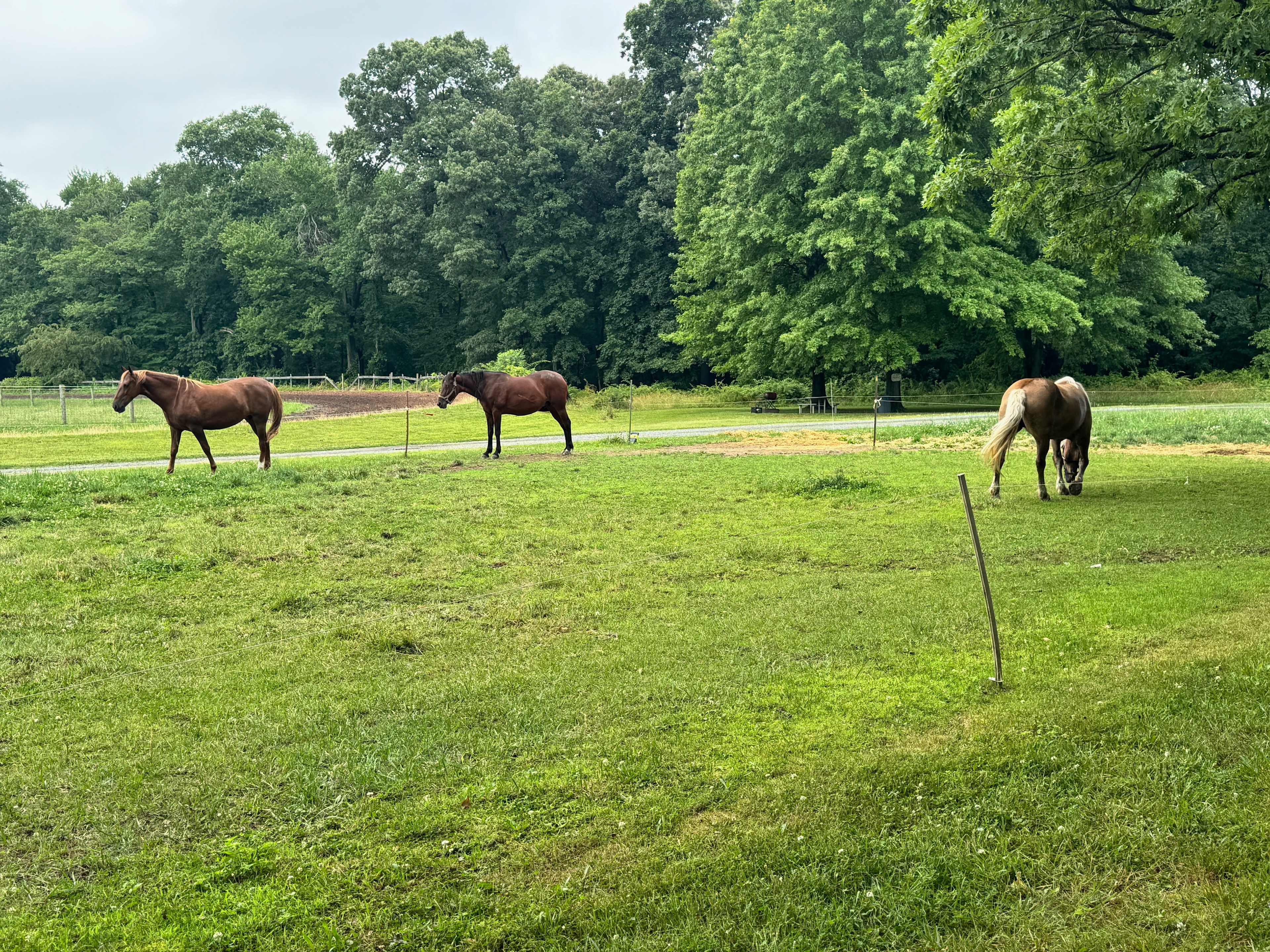 Bellview Farm