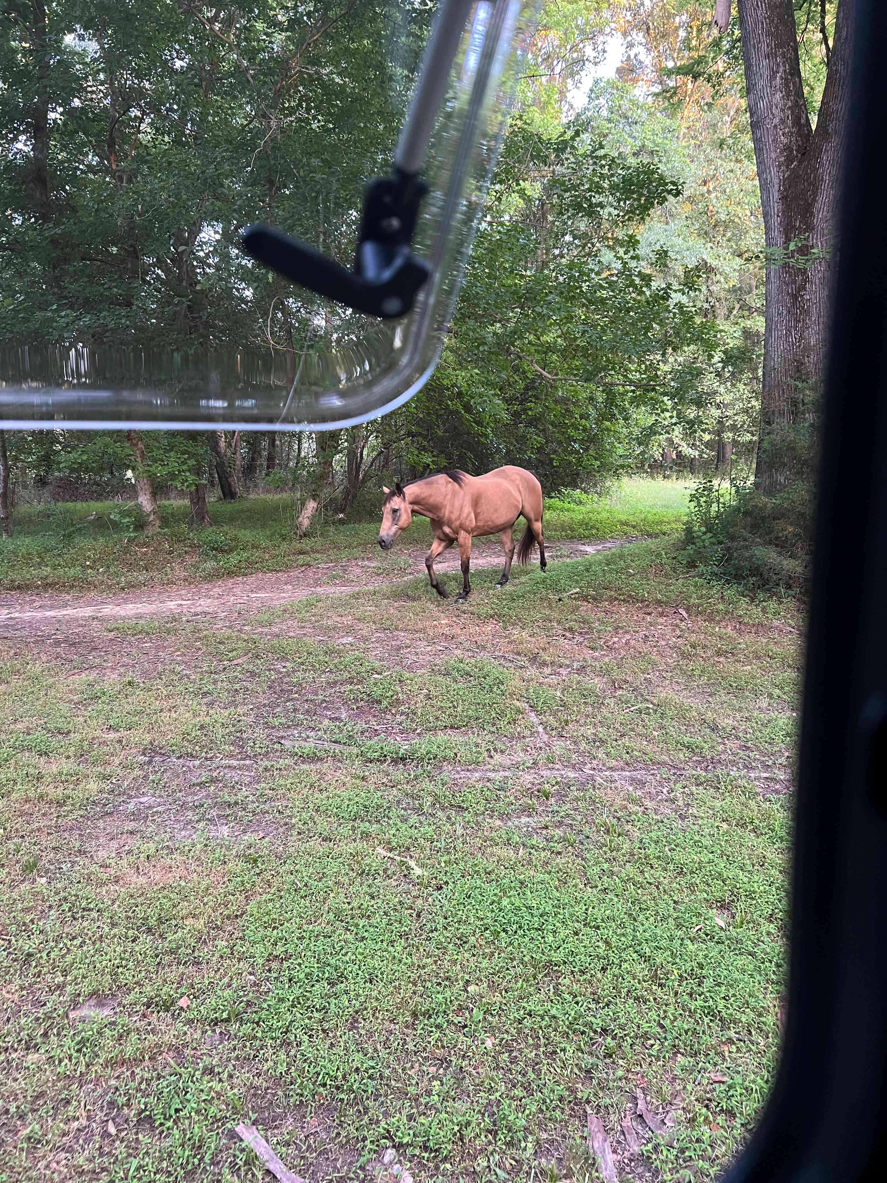 Morning welcoming committee. 