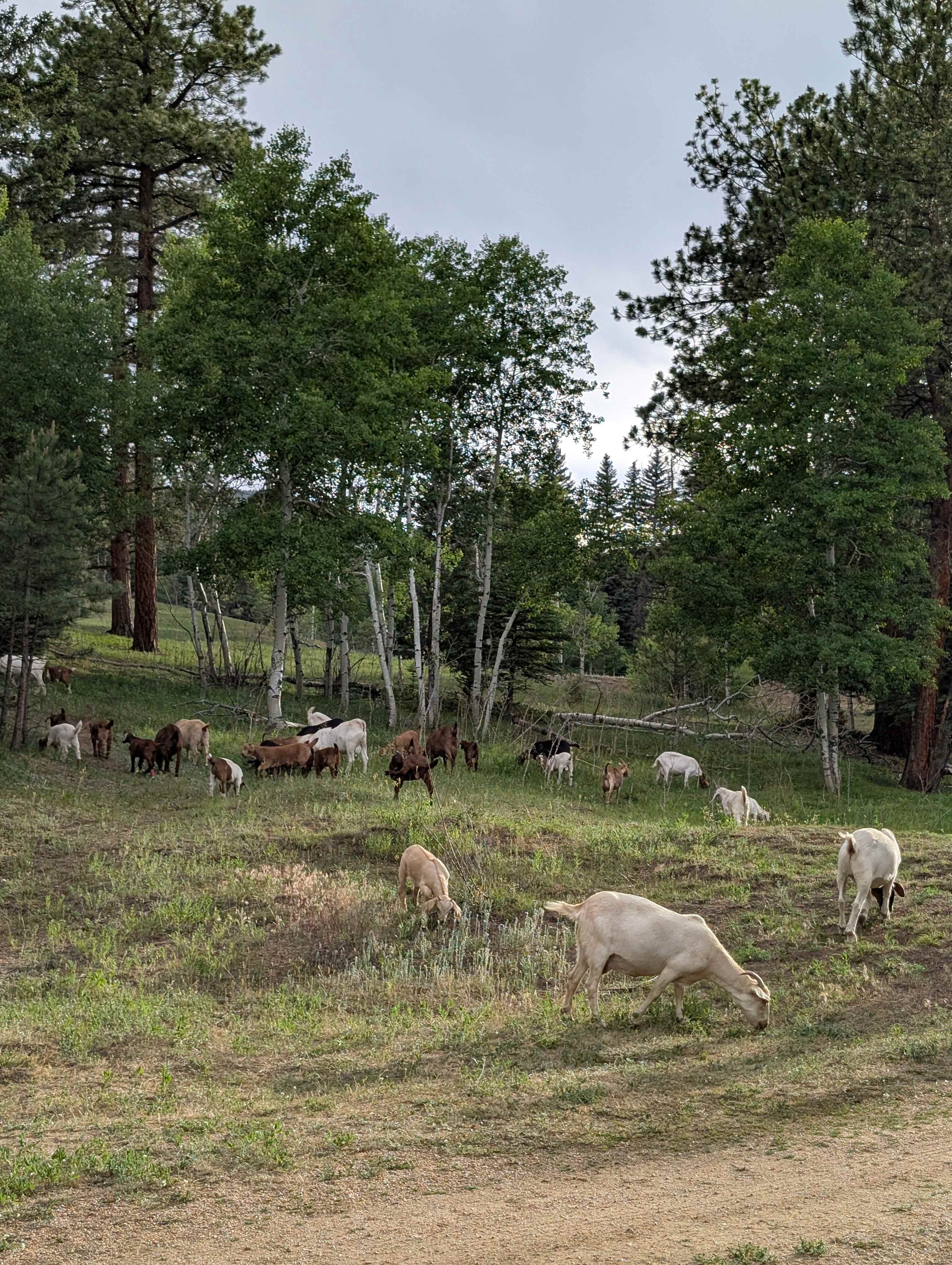 Rustic Creek Ranch