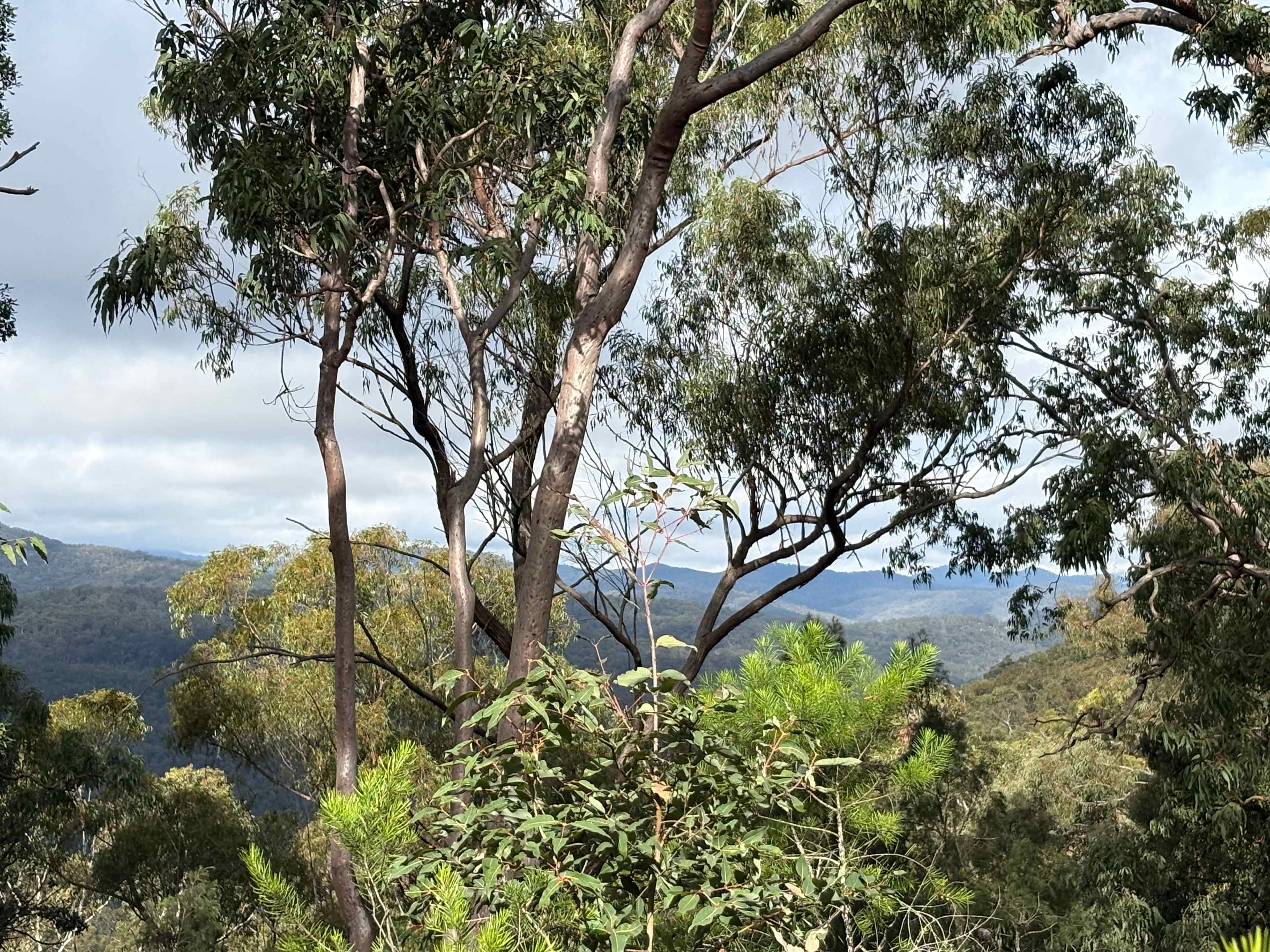 Hugo's Wollombi